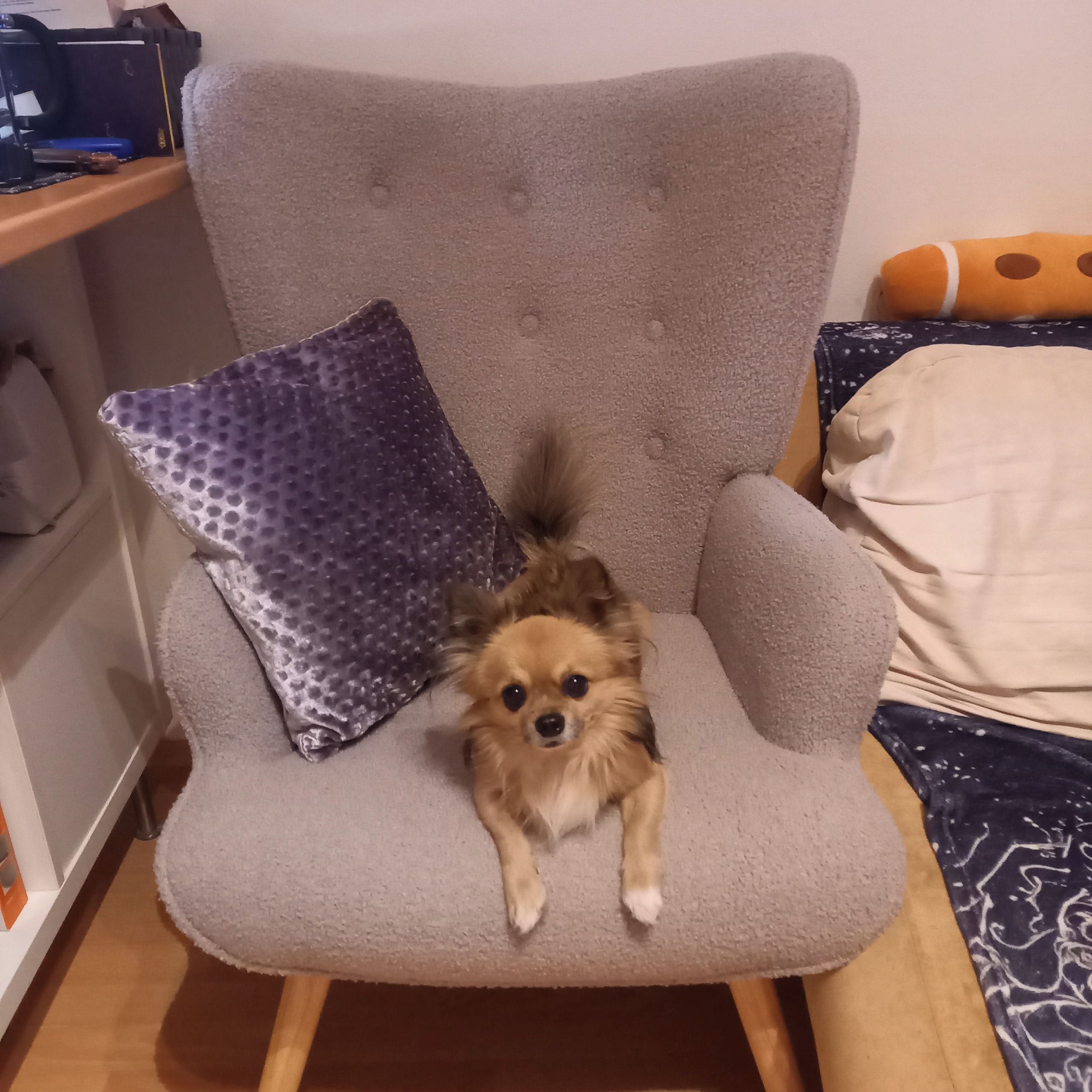 Soutěžní fotografie - Charlie,  Čivava