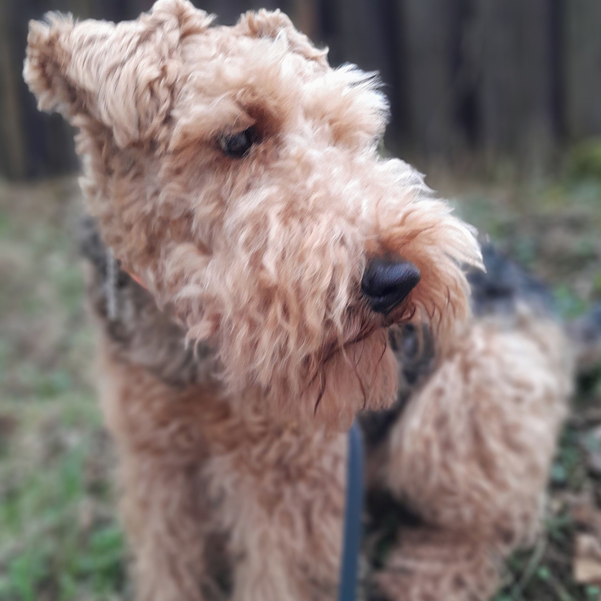 Soutěžní fotografie - FREDY,  Welsh terier