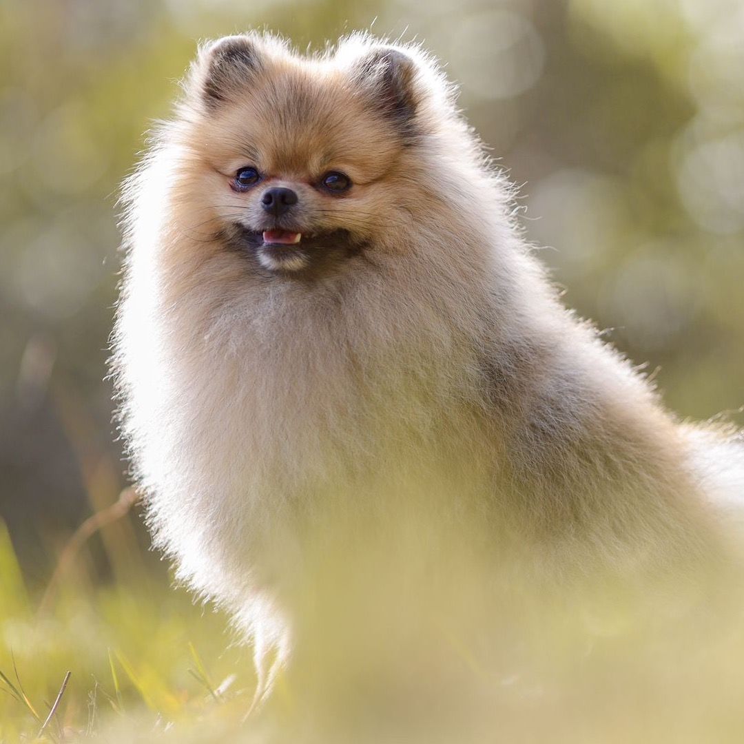 Soutěžní fotografie - Oliver,  Ostatní
