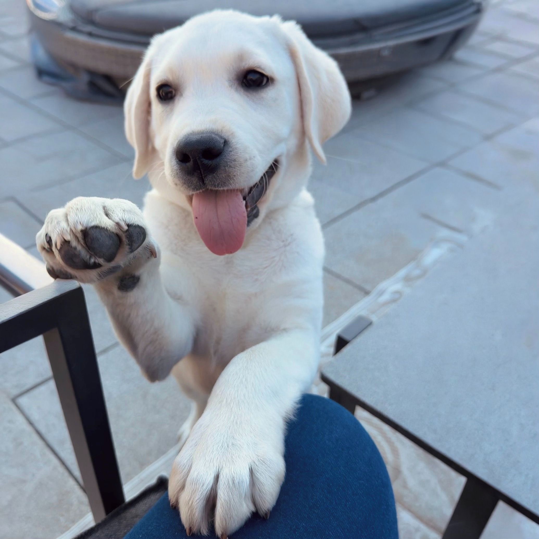 Soutěžní fotografie - Sir Stuart Cody,  Labradorský retriever