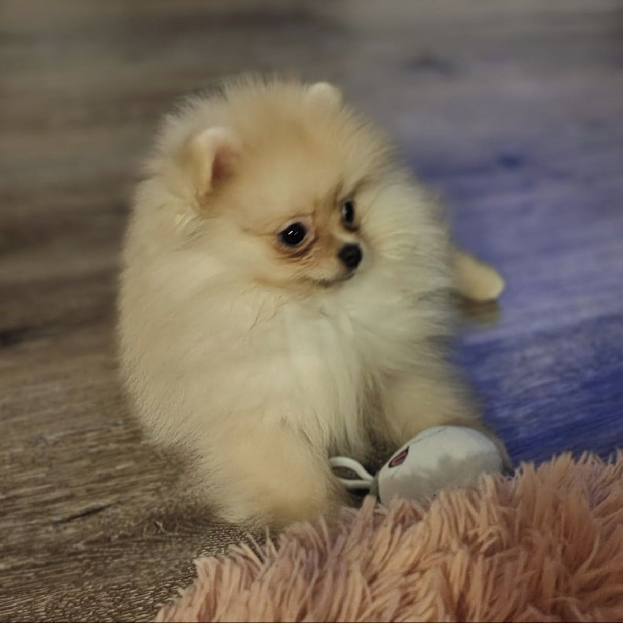 Soutěžní fotografie - Granulka,  Německý špic trpasličí