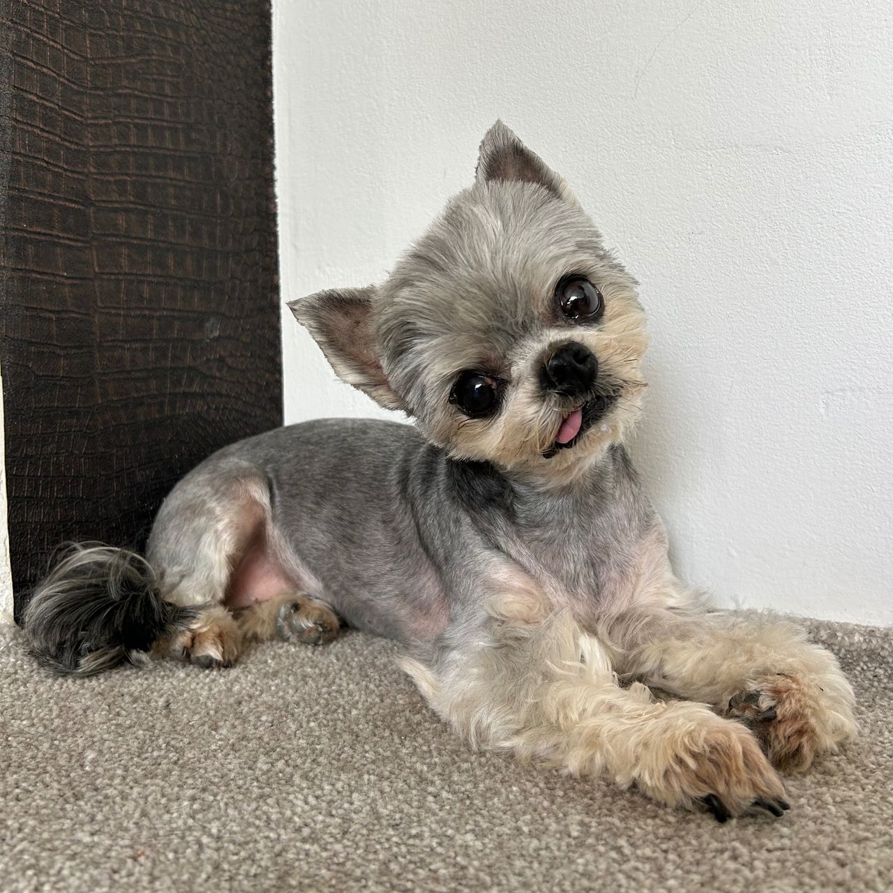 Soutěžní fotografie - Laurinka,  Yorkšírský terier