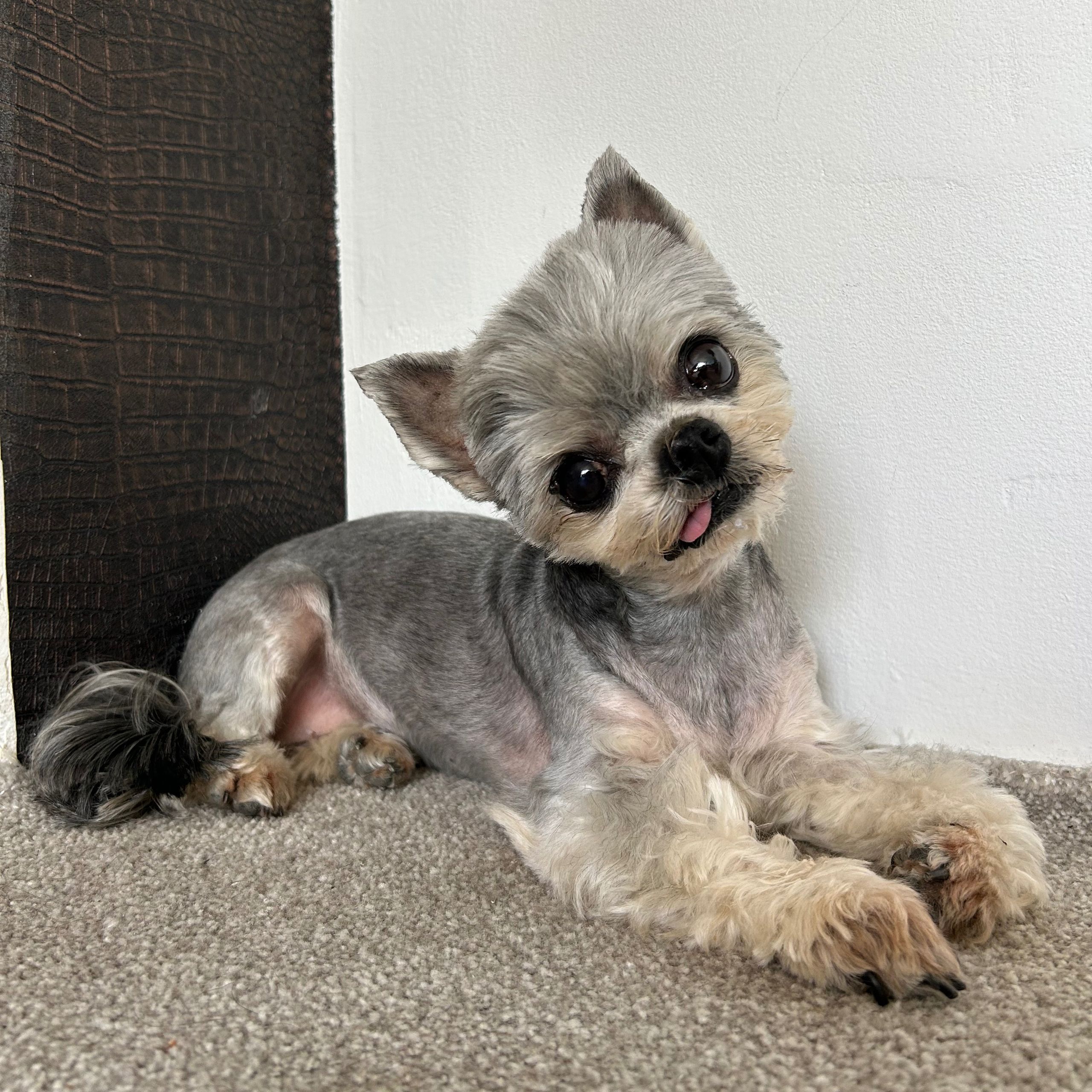 Soutěžní fotografie - Laurinka,  Yorkšírský terier