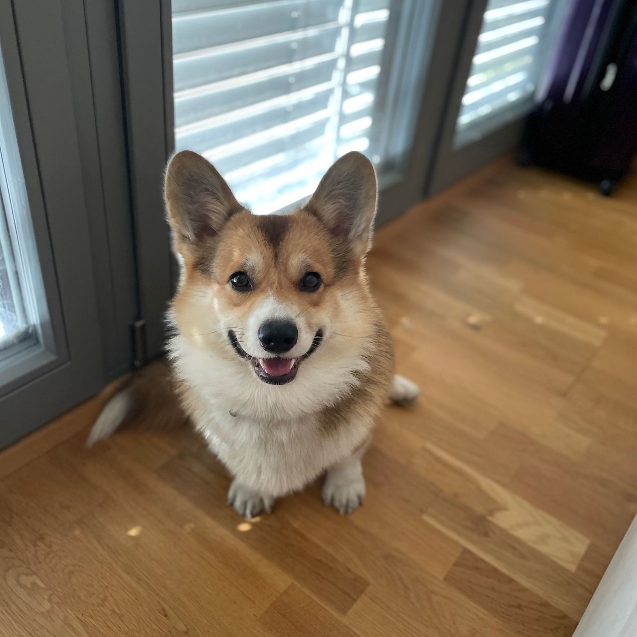 Soutěžní fotografie - Winston,  Welsh Corgi Pembroke