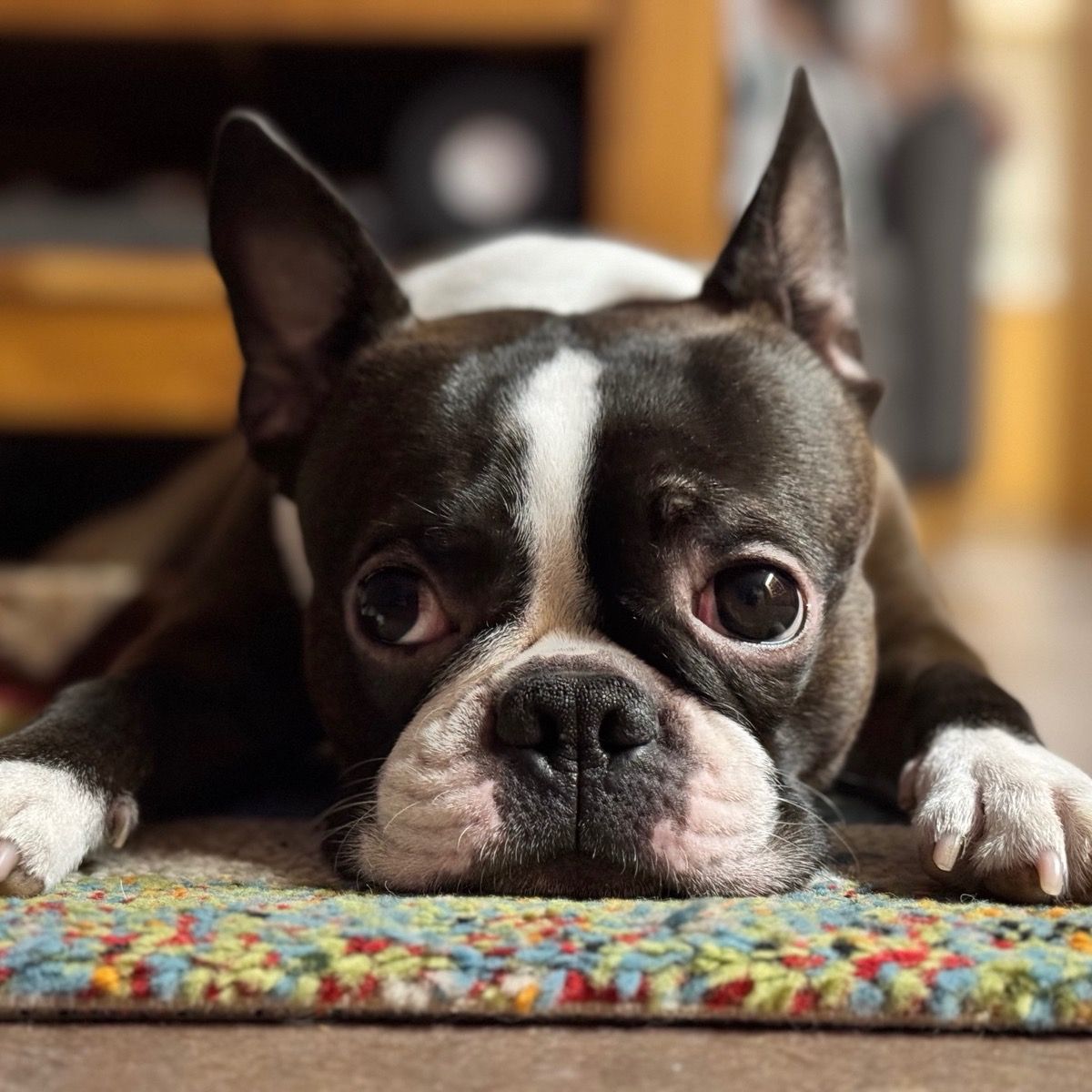 Soutěžní fotografie - Vigo,  Bostonský terier