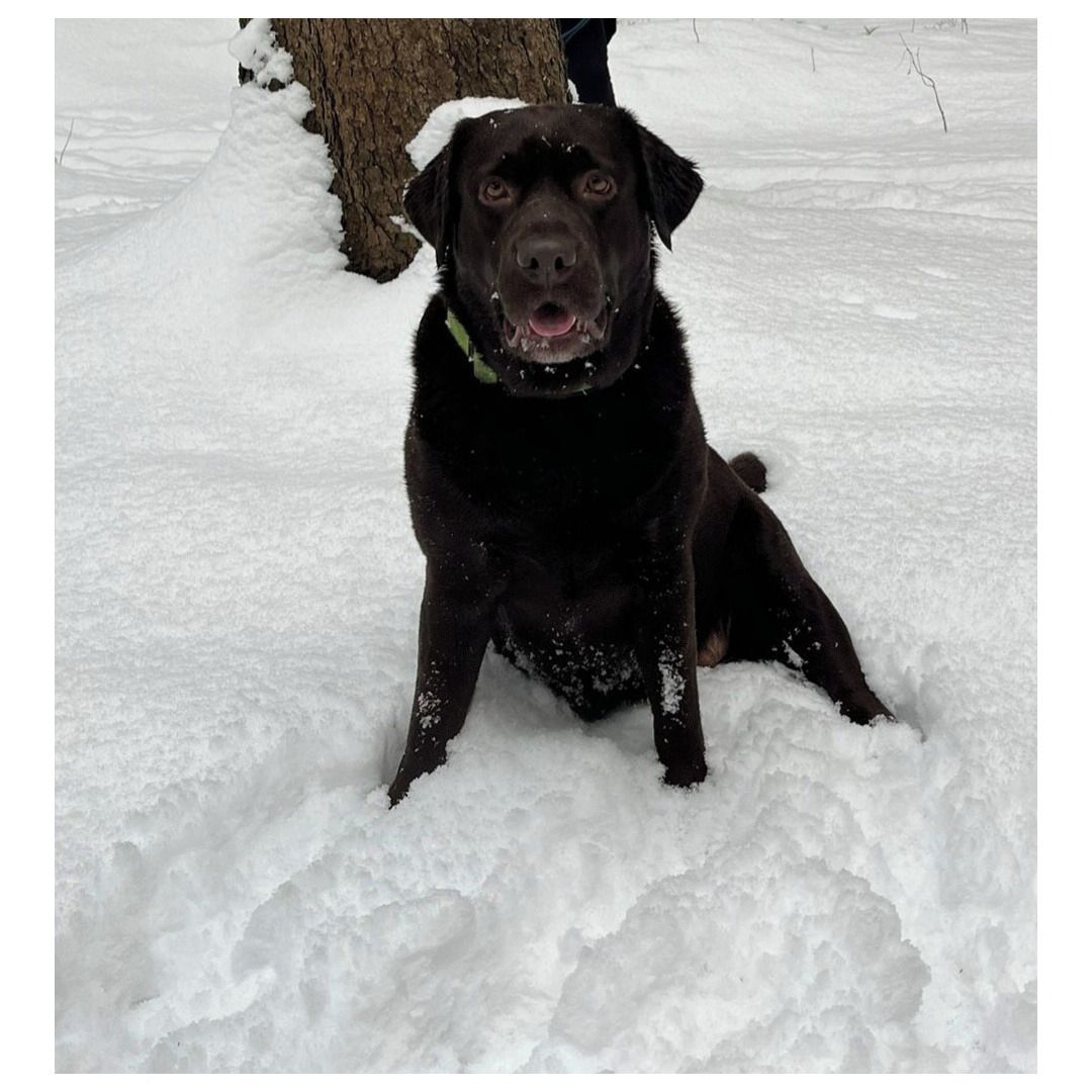 Soutěžní fotografie - Yolanda,  Labradorský retriever