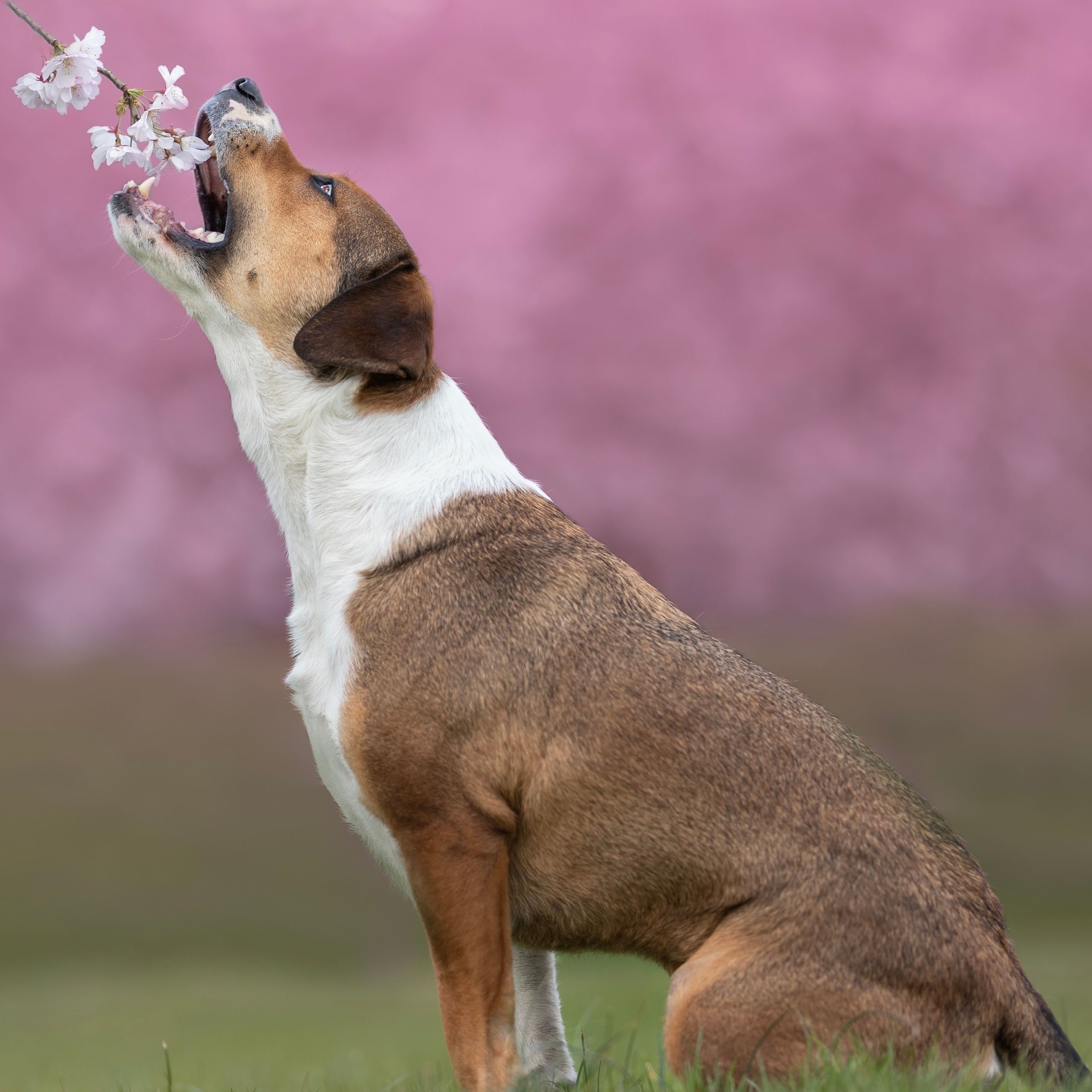 Soutěžní fotografie - Tyrky,  Posávský honič
