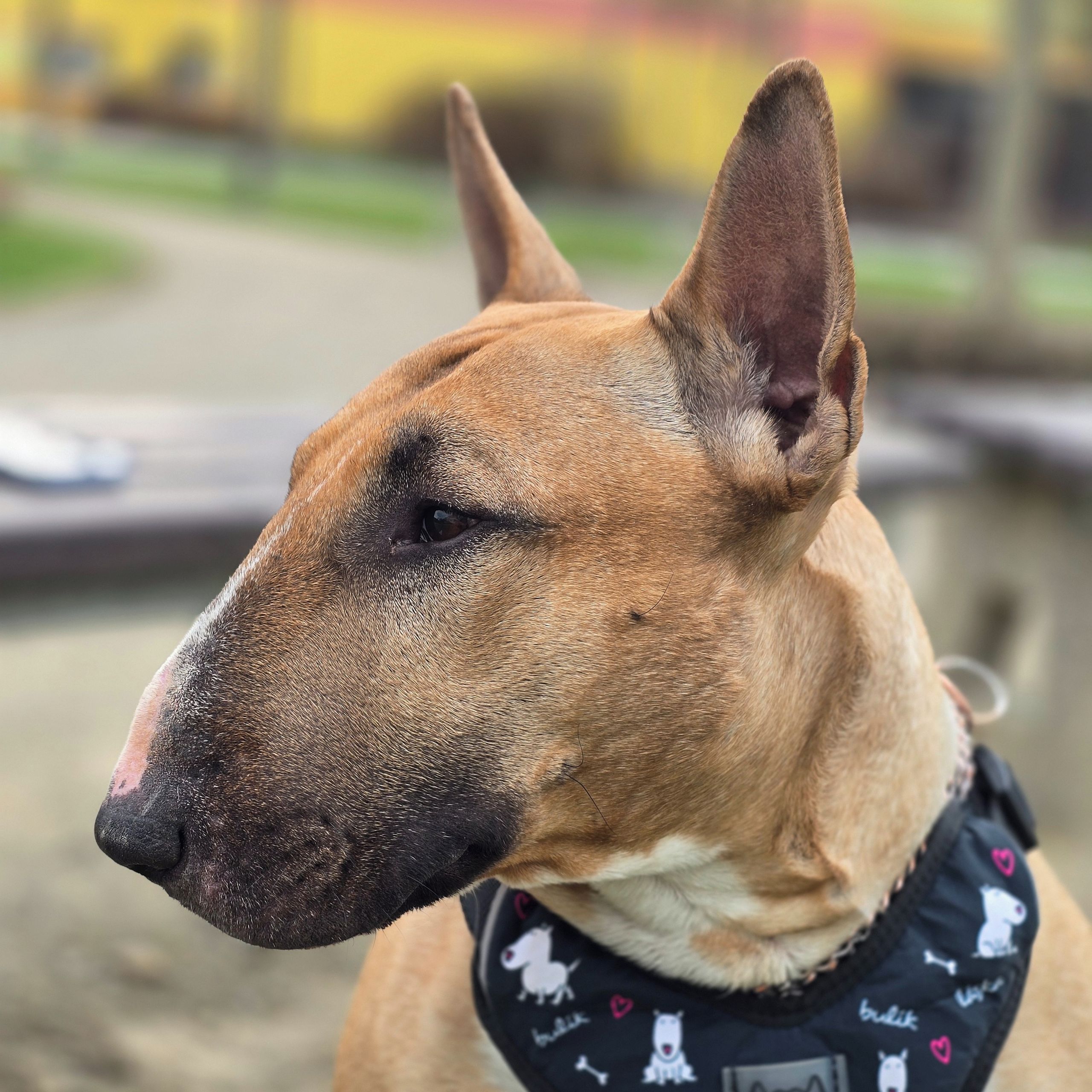 Soutěžní fotografie - Akim,  Bulteriér