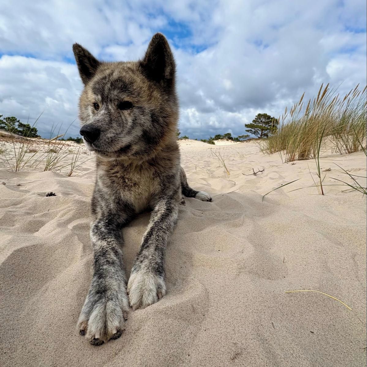 Soutěžní fotografie - Aito,  Akita