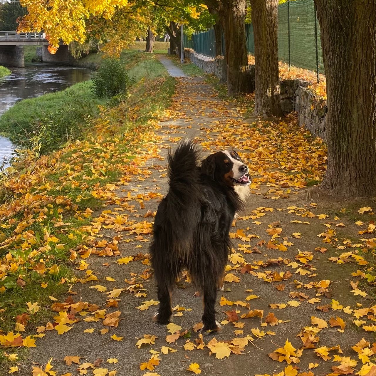 Soutěžní fotografie - Fanny,  Bernský salašnický pes