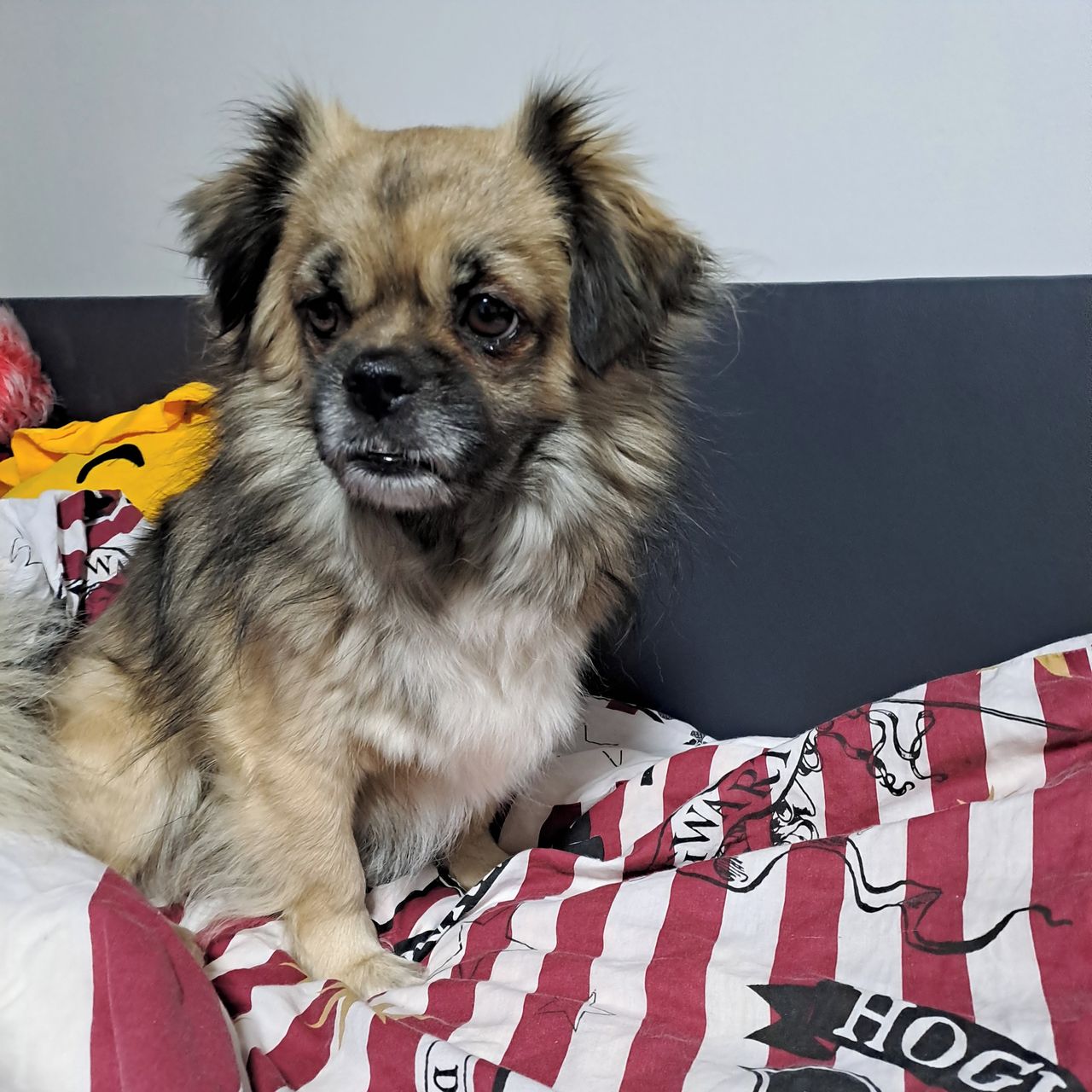 Soutěžní fotografie - Čiko,  Tibetský španěl