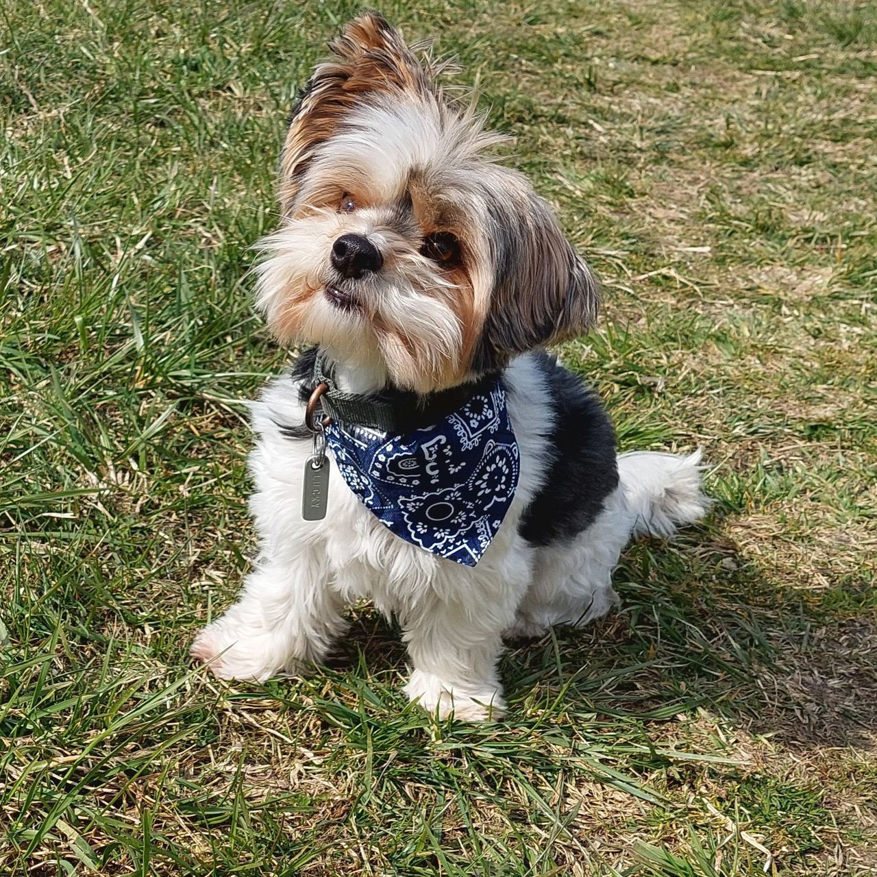 Soutěžní fotografie - Lucky,  Yorkšírský terier