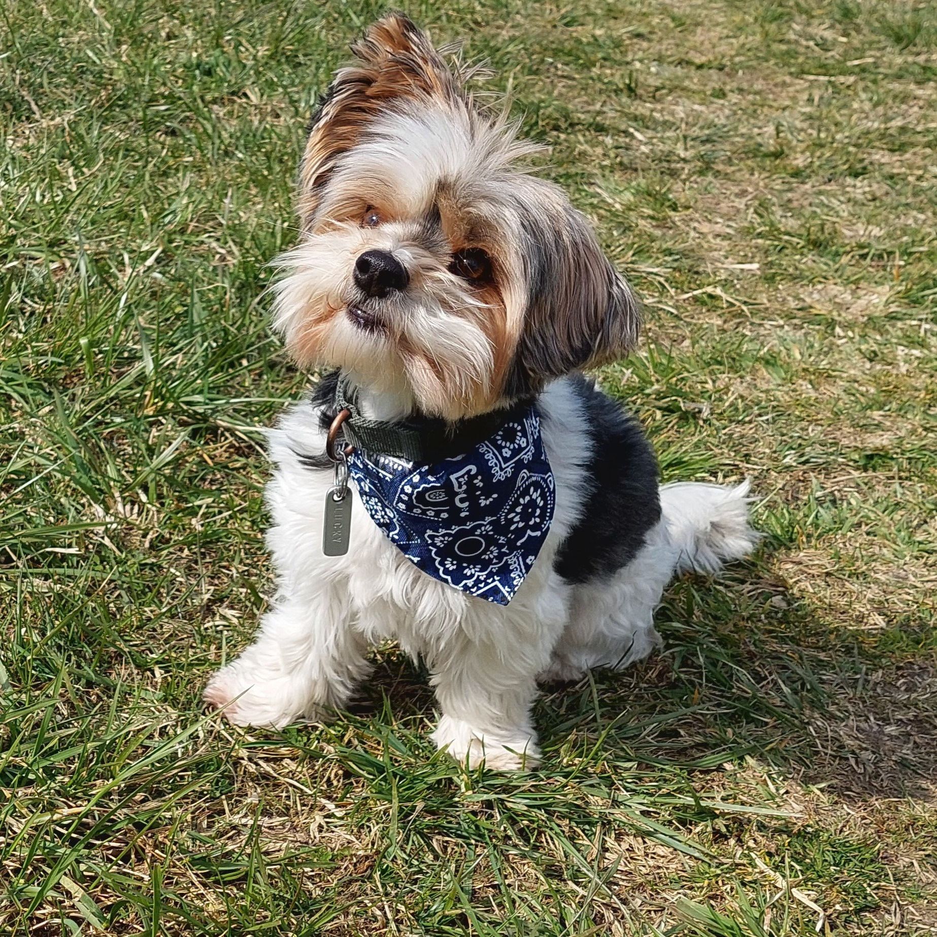 Soutěžní fotografie - Lucky,  Yorkšírský terier