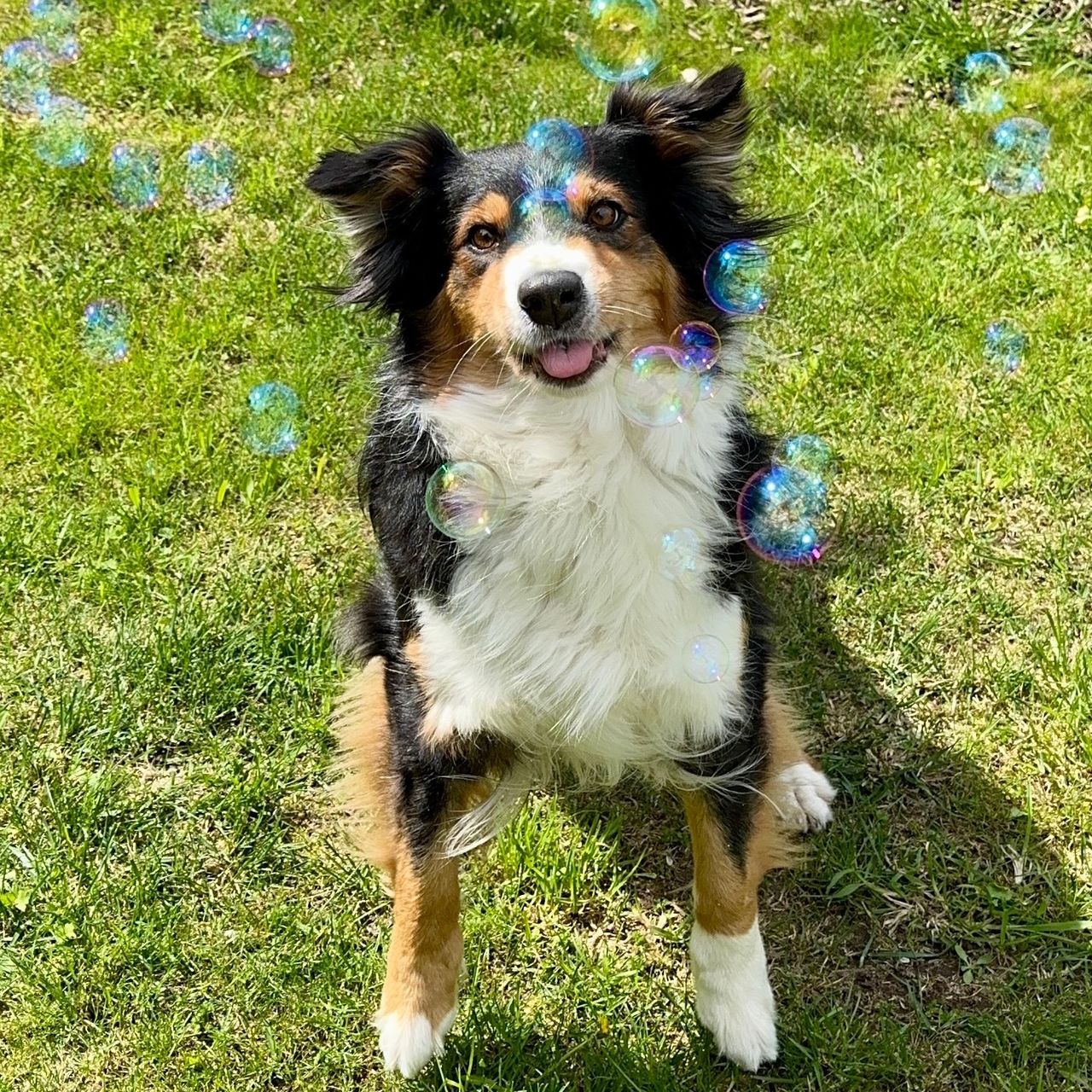 Soutěžní fotografie - Daisy,  Australský ovčák