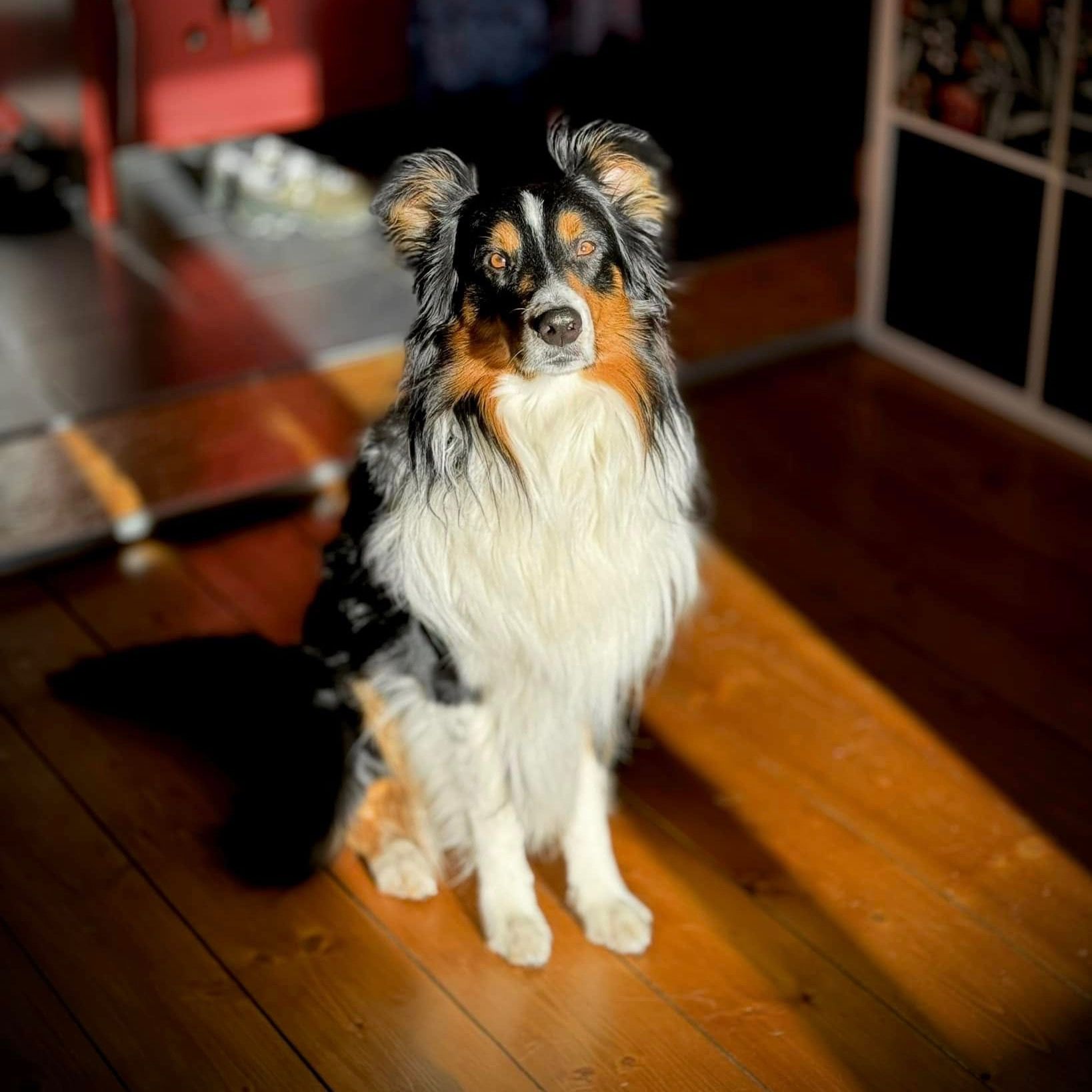 Soutěžní fotografie - Andy,  Australský ovčák