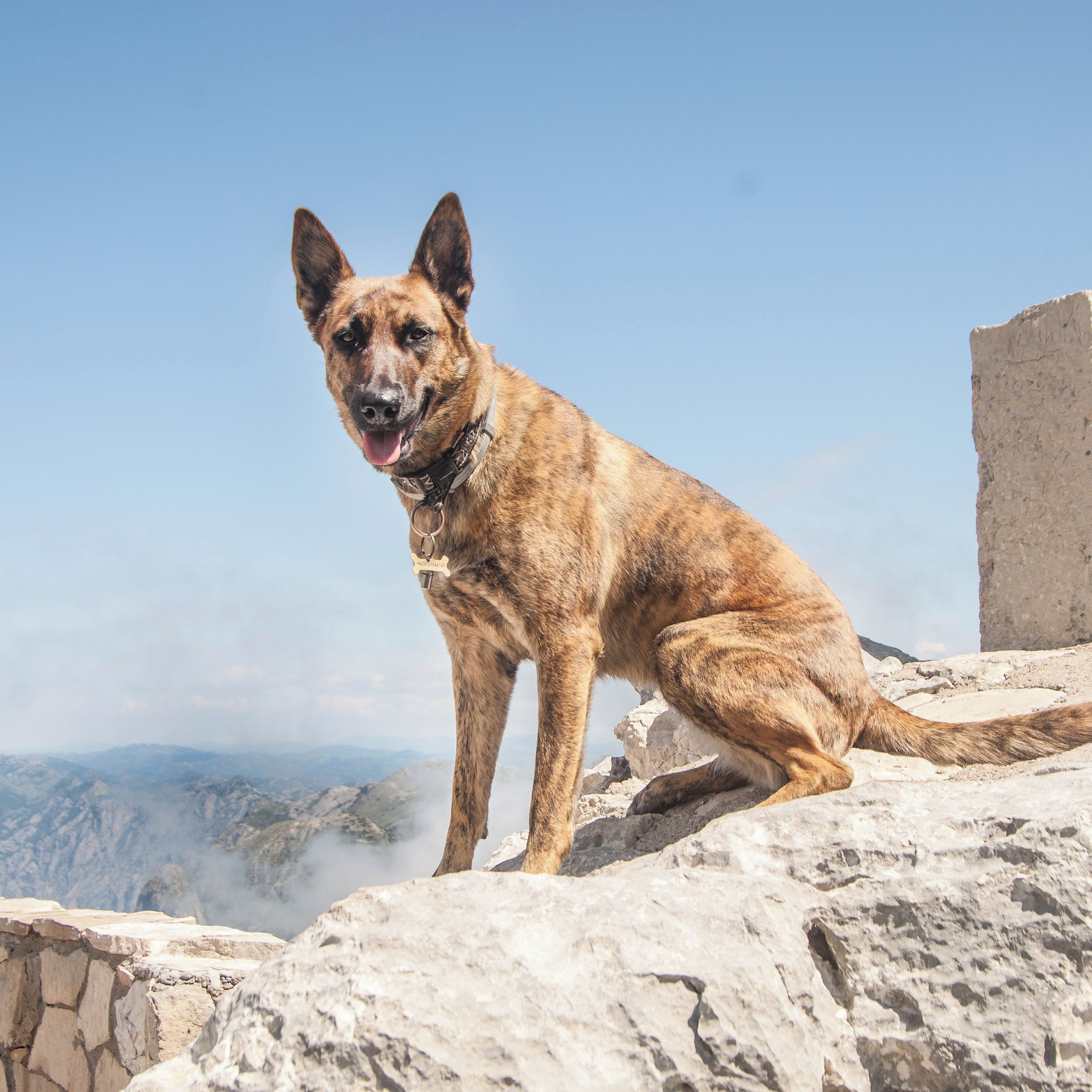 Soutěžní fotografie - Lajka,  Belgický ovčák