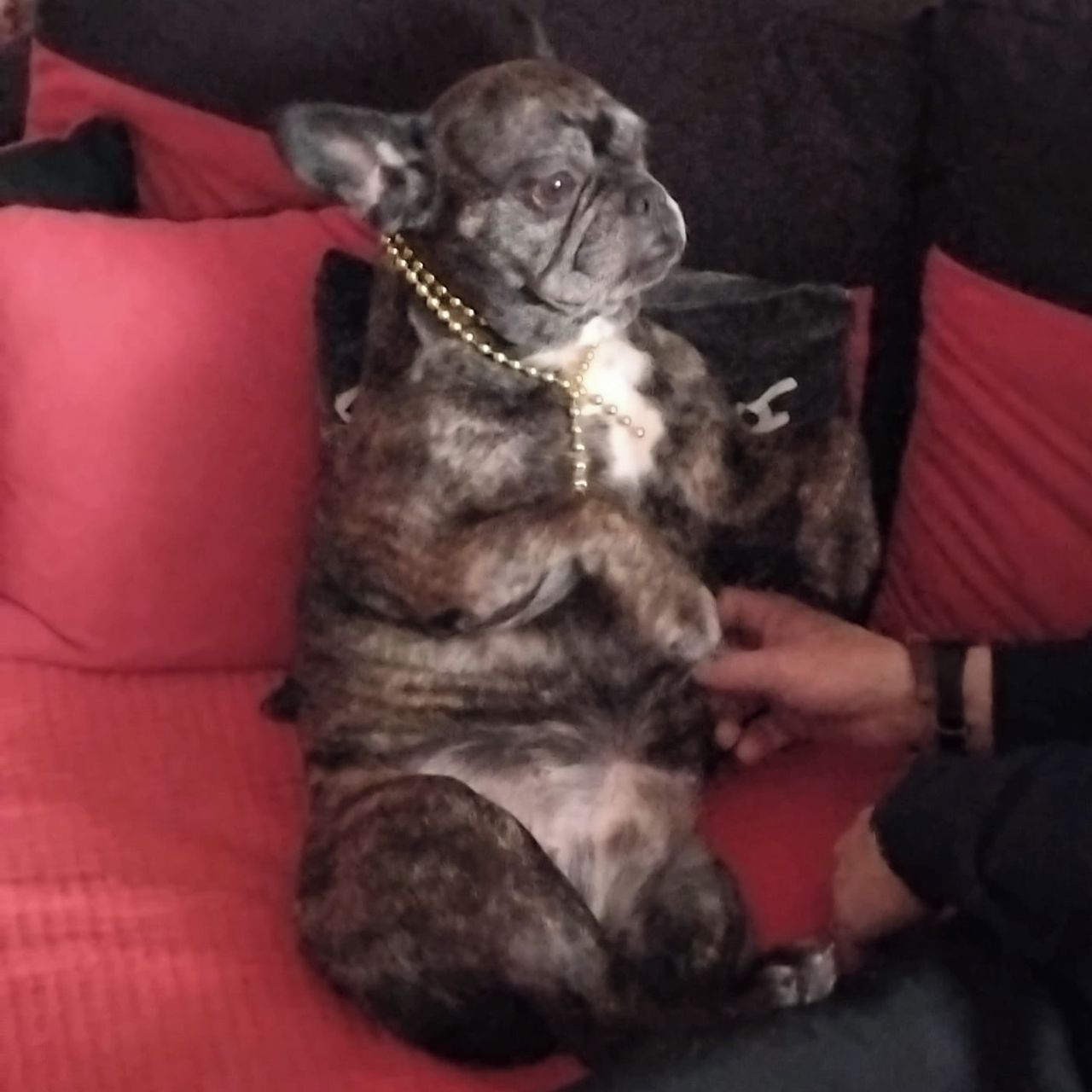 Soutěžní fotografie - Mia,  Francouzský buldoček