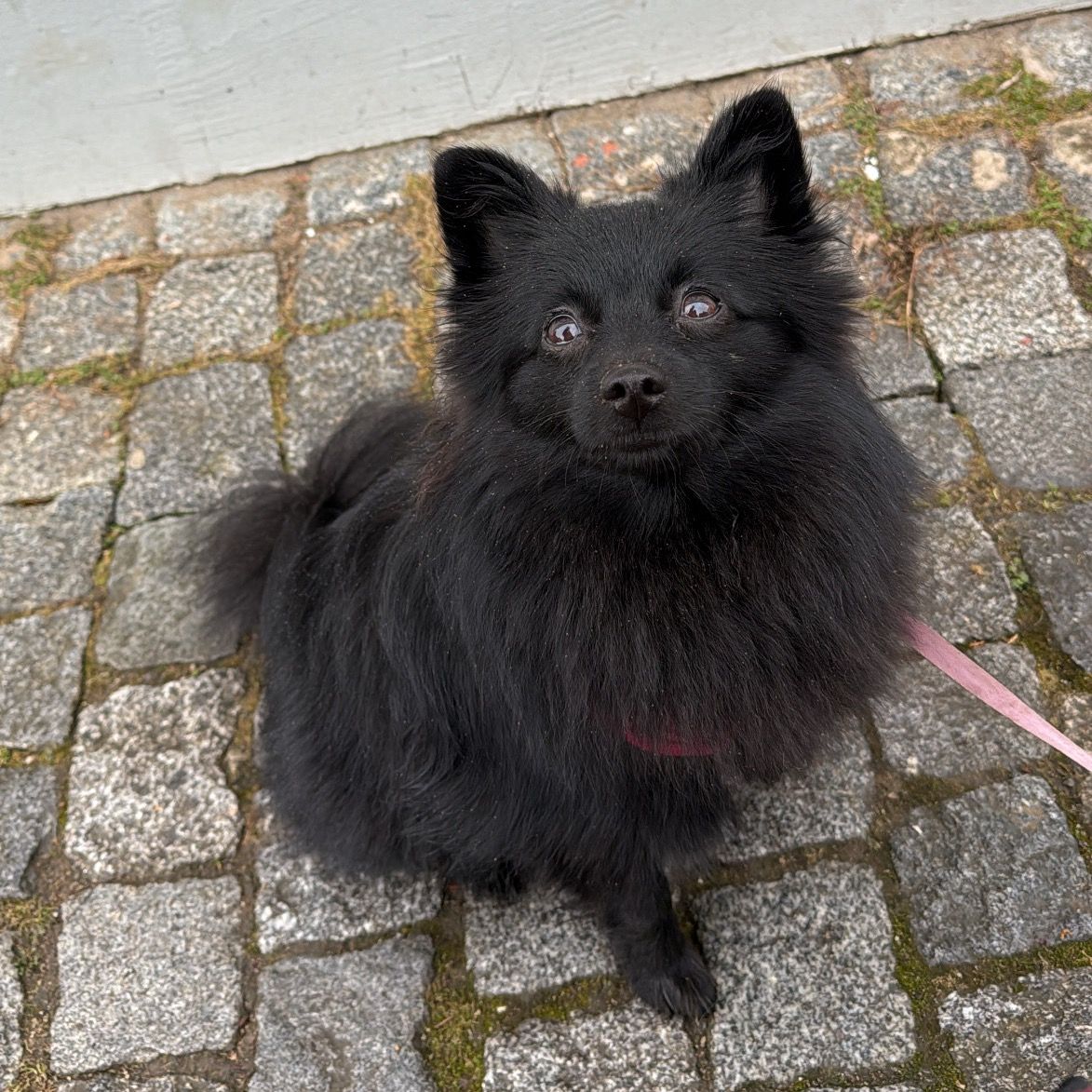 Soutěžní fotografie - Greisy,  Německý špic malý