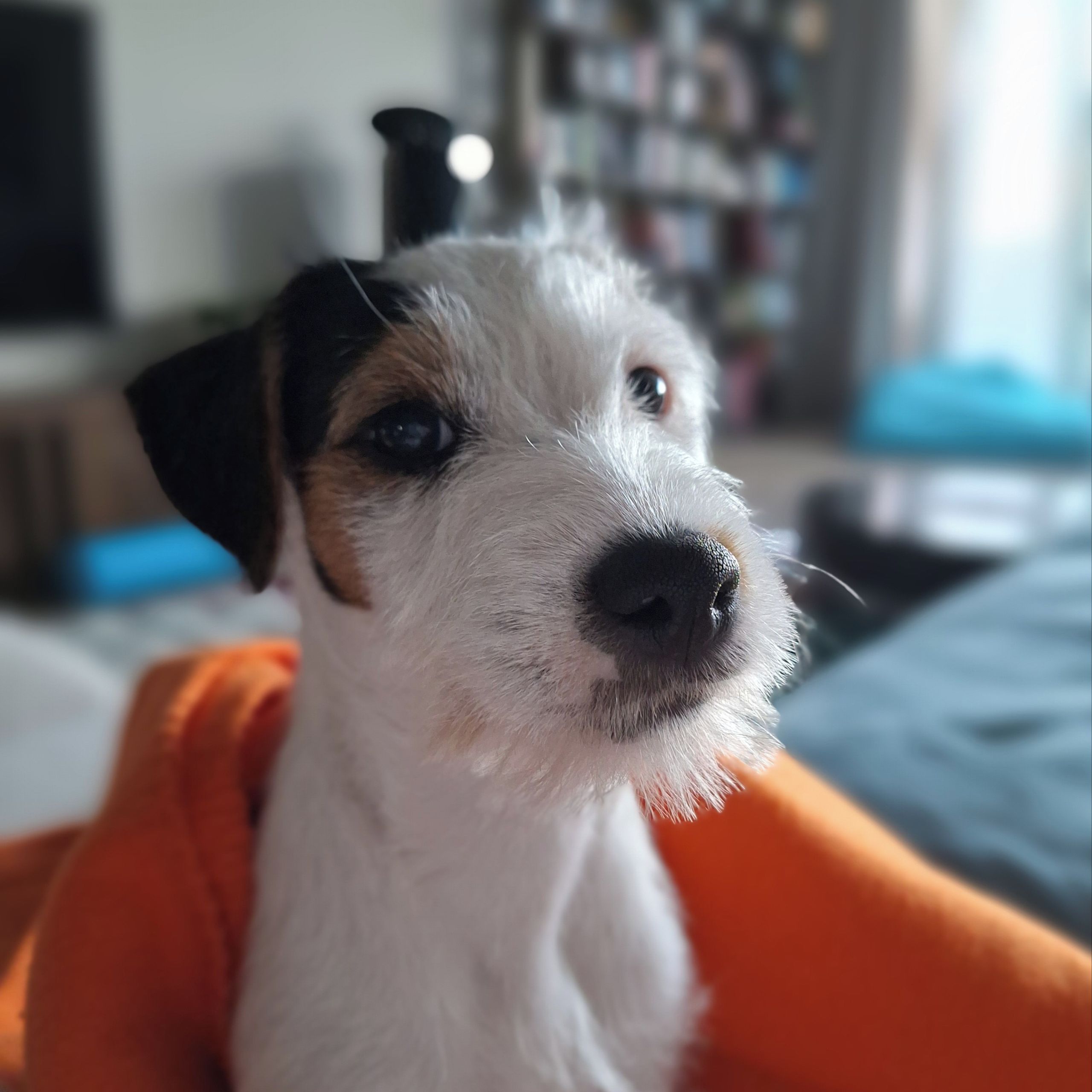 Soutěžní fotografie - Chilli,  Parson Russell Teriér