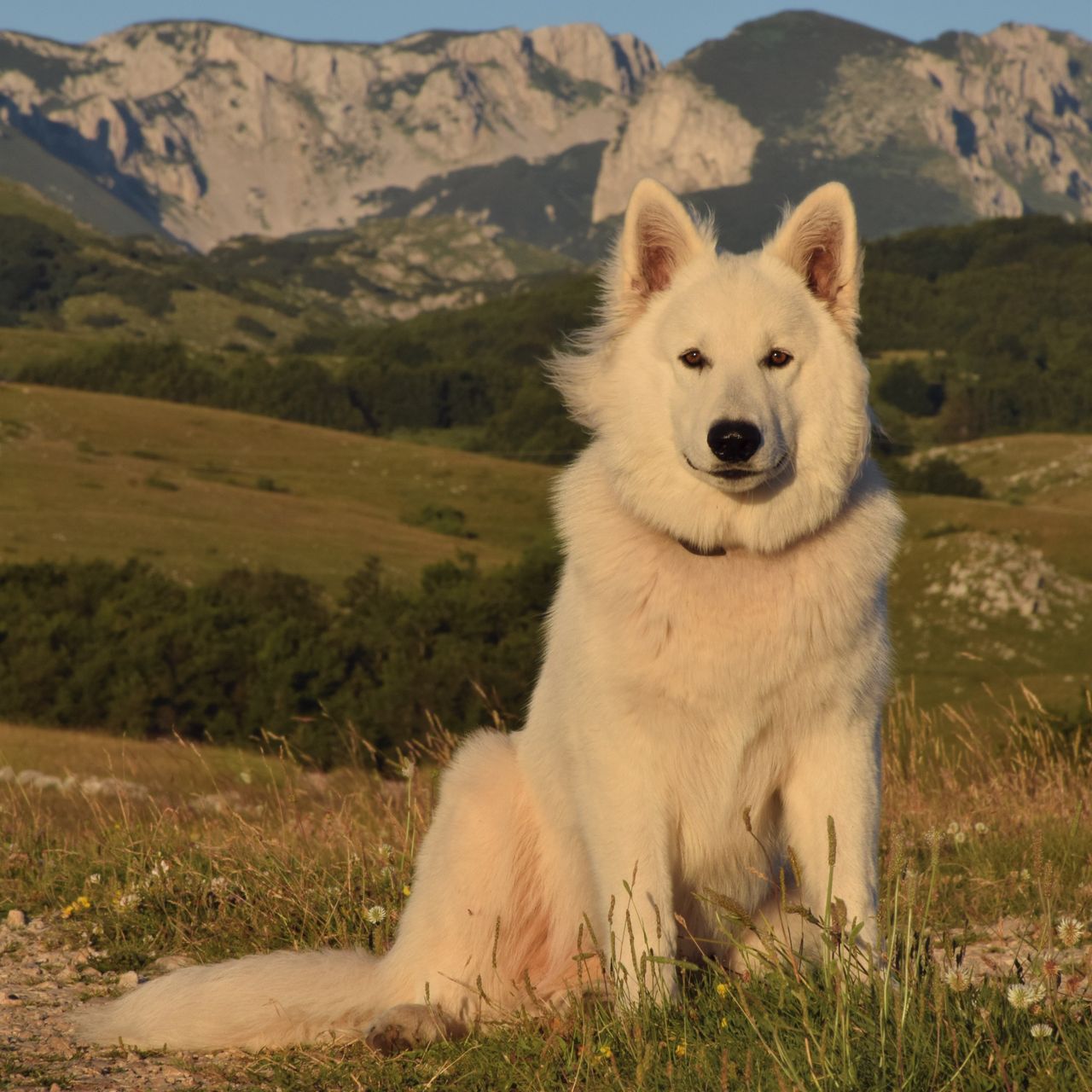 Soutěžní fotografie - Vučko,  Bílý švýcarský ovčák