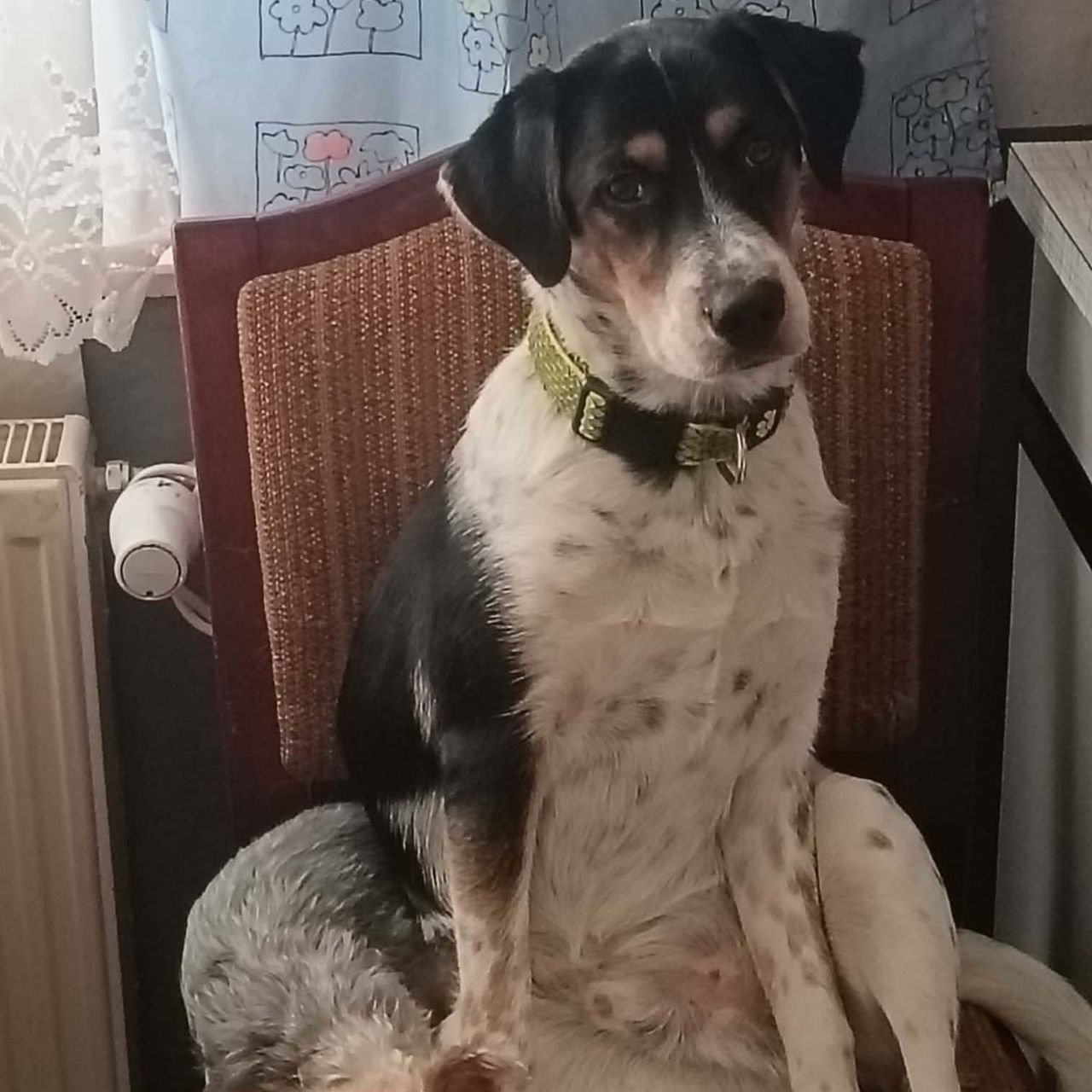 Soutěžní fotografie - Falco,  Ostatní