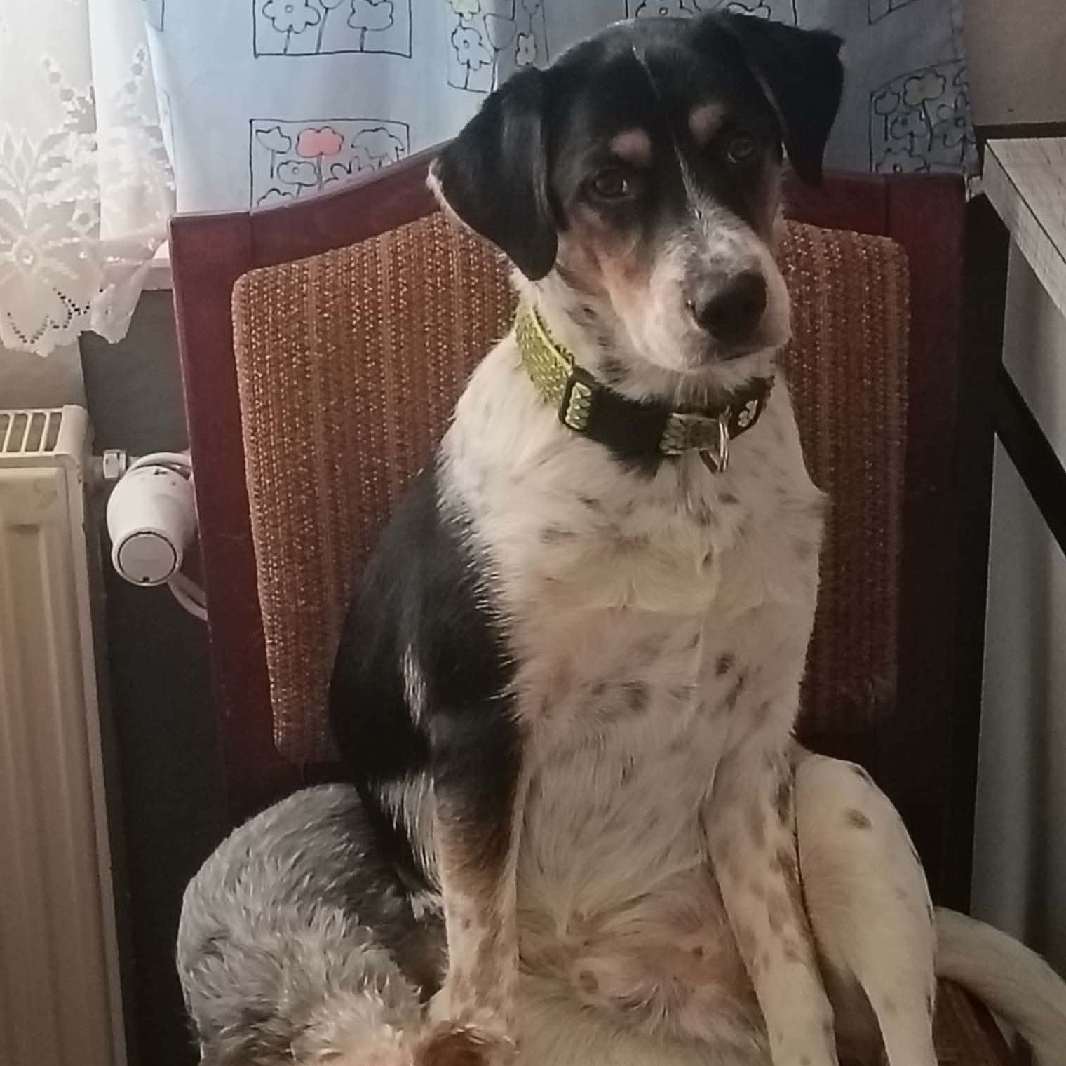 Soutěžní fotografie - Falco,  Ostatní