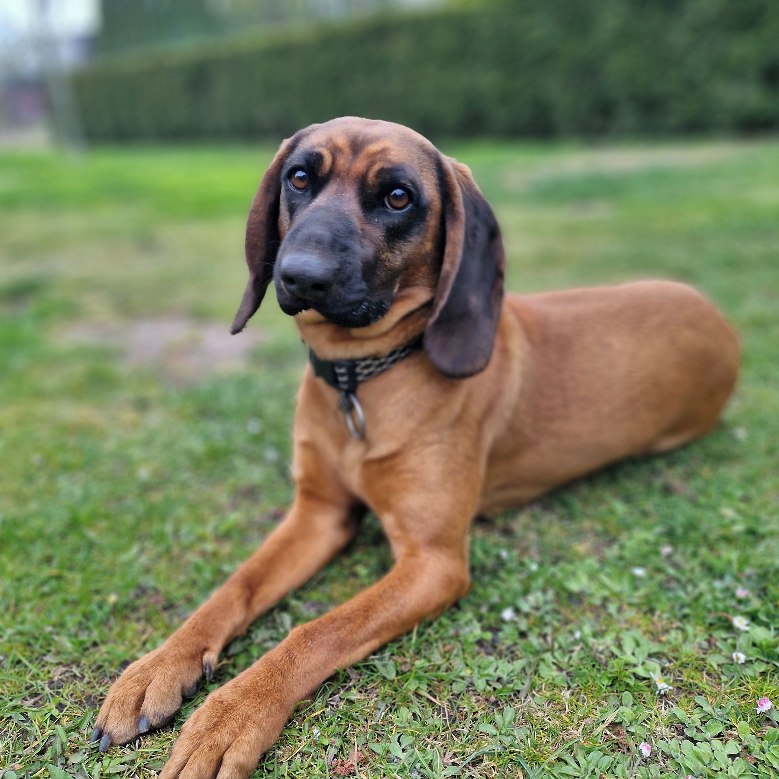 Soutěžní fotografie - Winie,  Bavorský barvář