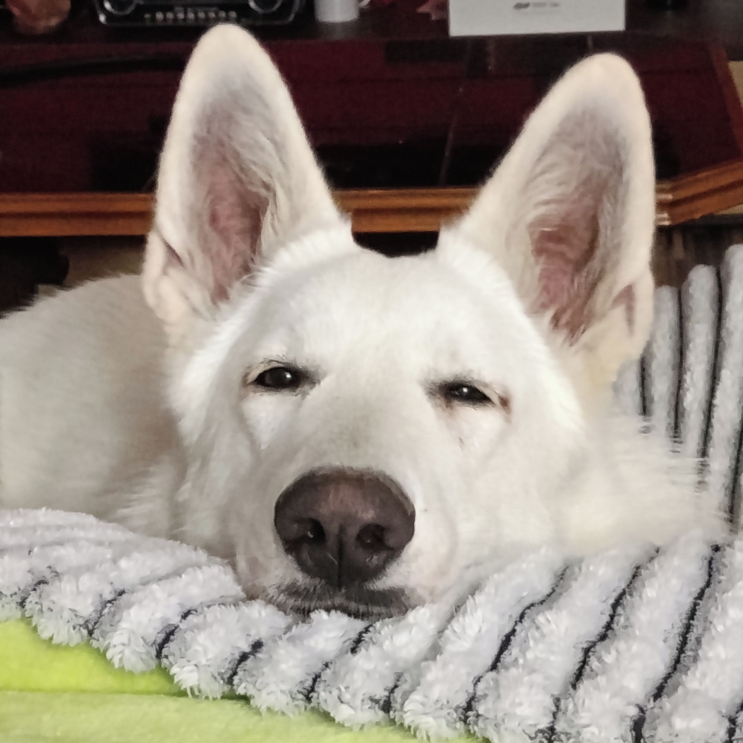 Soutěžní fotografie - Lara,  Bílý švýcarský ovčák