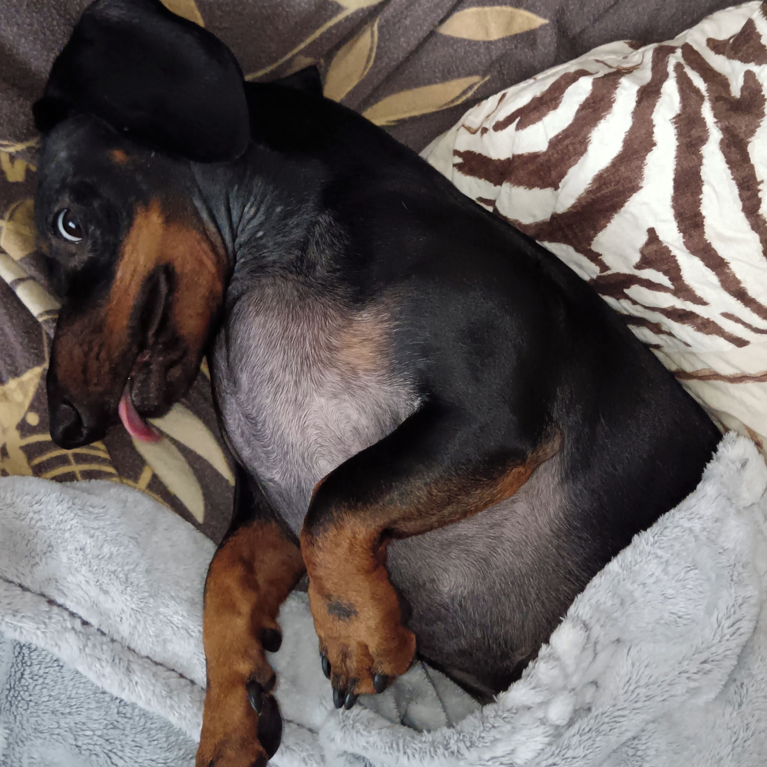 Soutěžní fotografie - Čenda,  Jezevčík