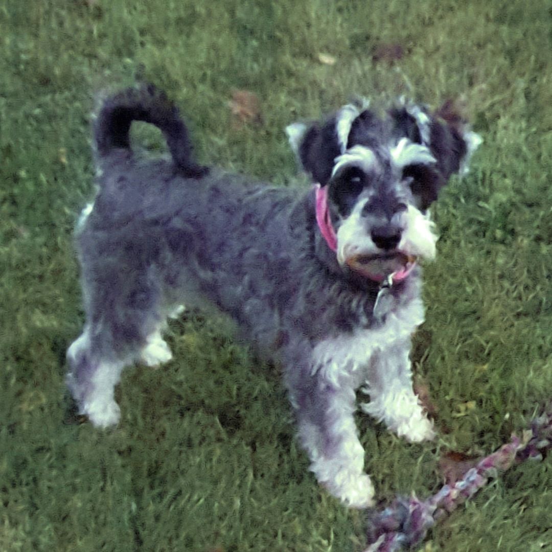 Soutěžní fotografie - Miki,  Knírač malý