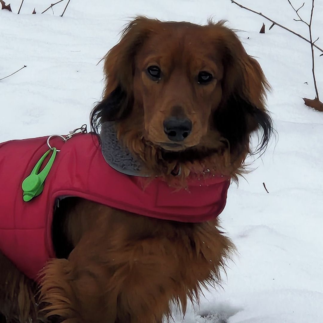 Soutěžní fotografie - Fido,  Jezevčík