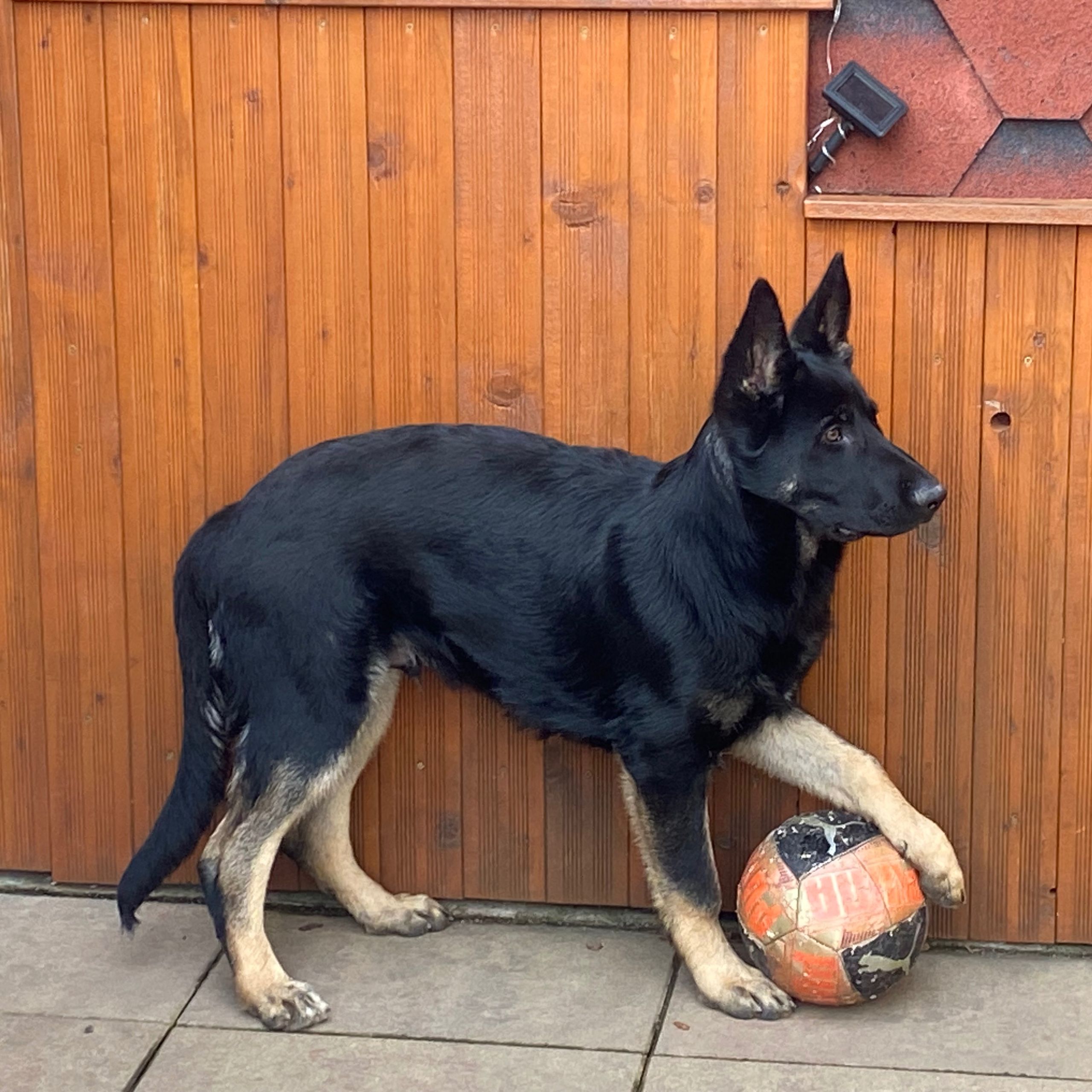 Soutěžní fotografie - Ben,  Německý ovčák