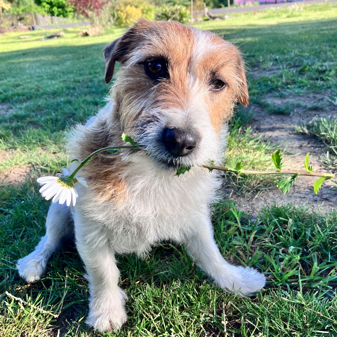 Soutěžní fotografie - Maila,  Jack Russell Teriér