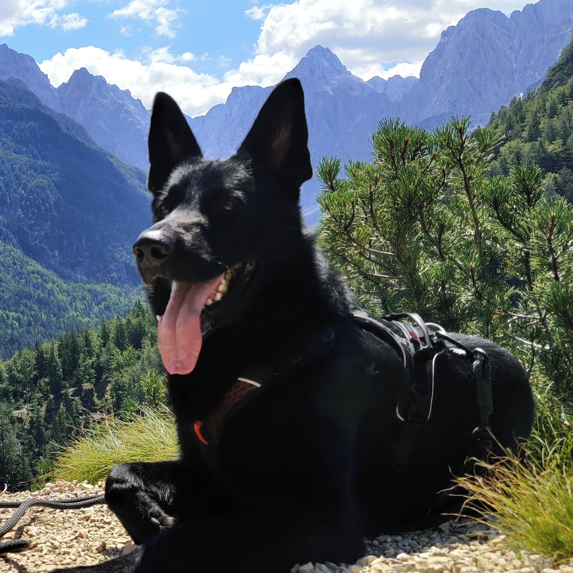 Soutěžní fotografie - Alighieri Dante Sarkon,  Německý ovčák