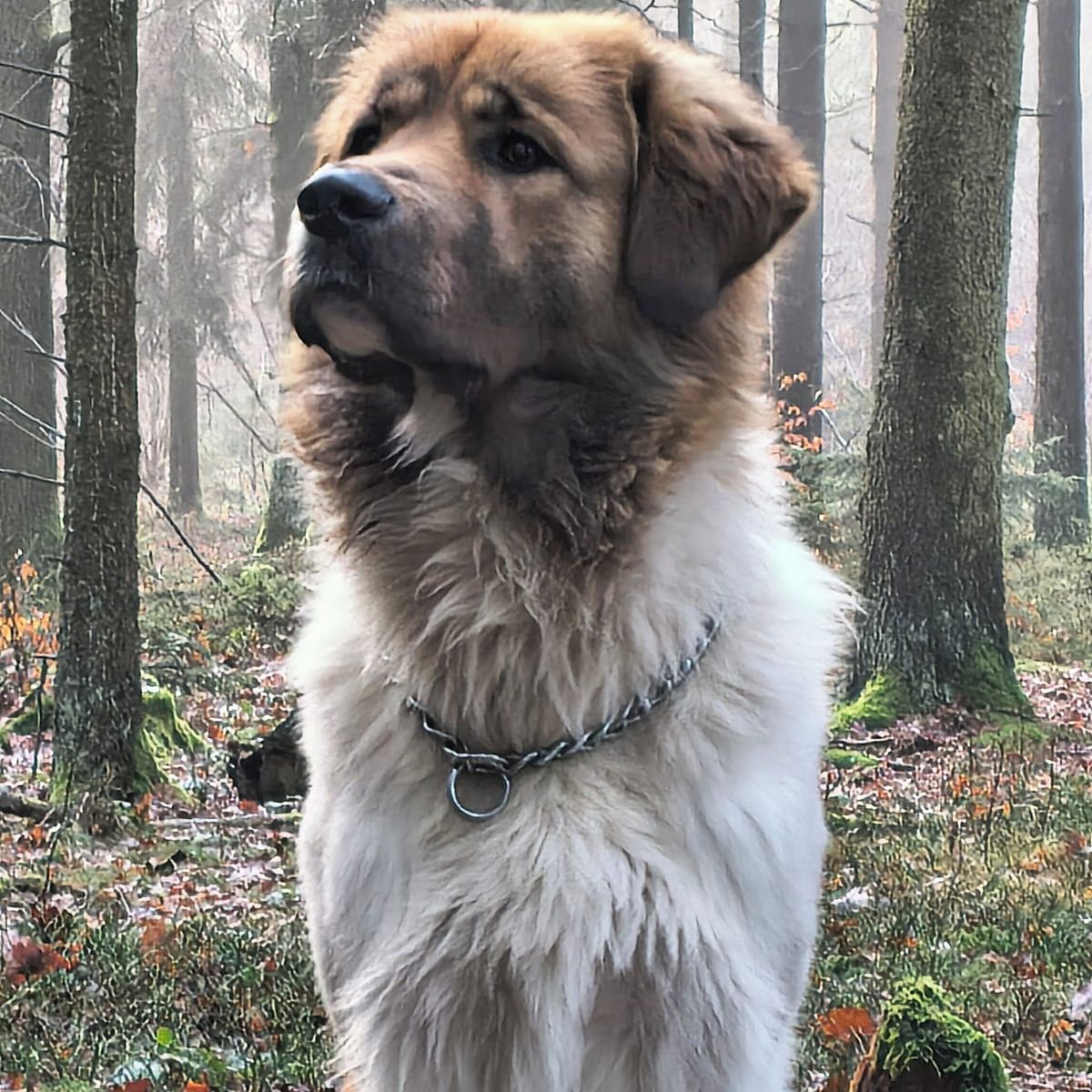 Soutěžní fotografie - Artur,  Český horský pes