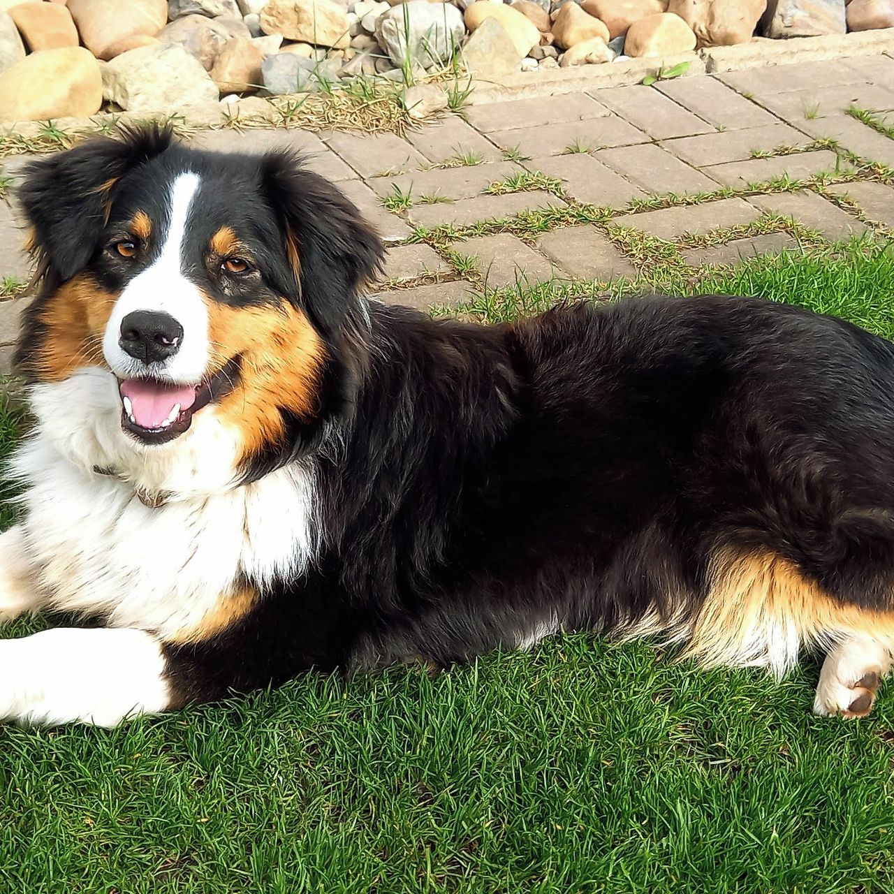 Soutěžní fotografie - Fia,  Australský ovčák