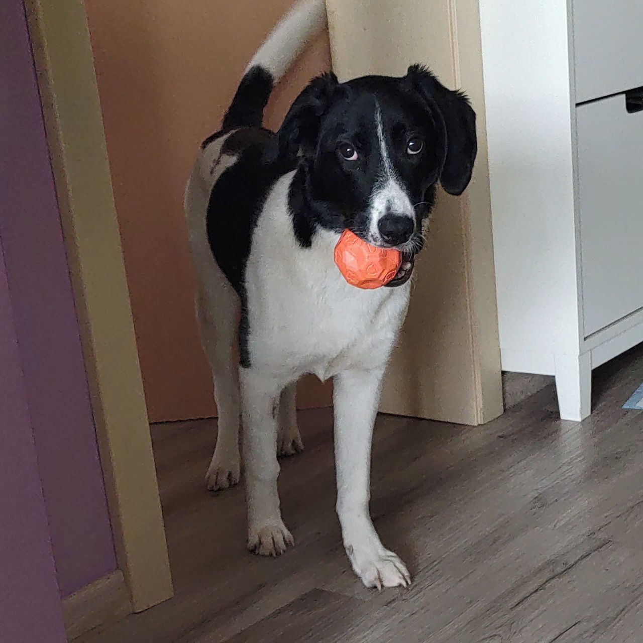 Soutěžní fotografie - Poppy,  Ostatní