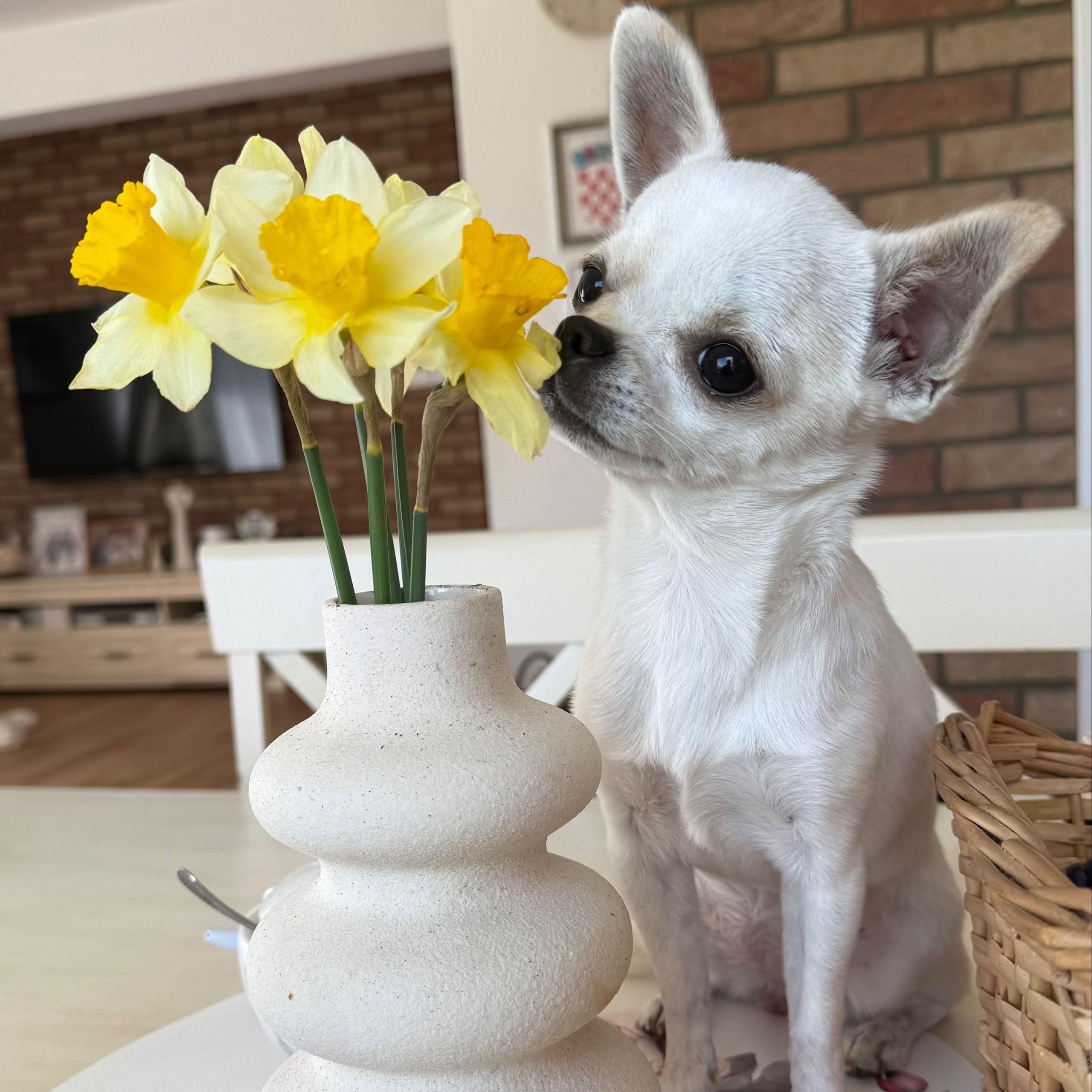 Soutěžní fotografie - Růža,  Čivava krátkosrstá