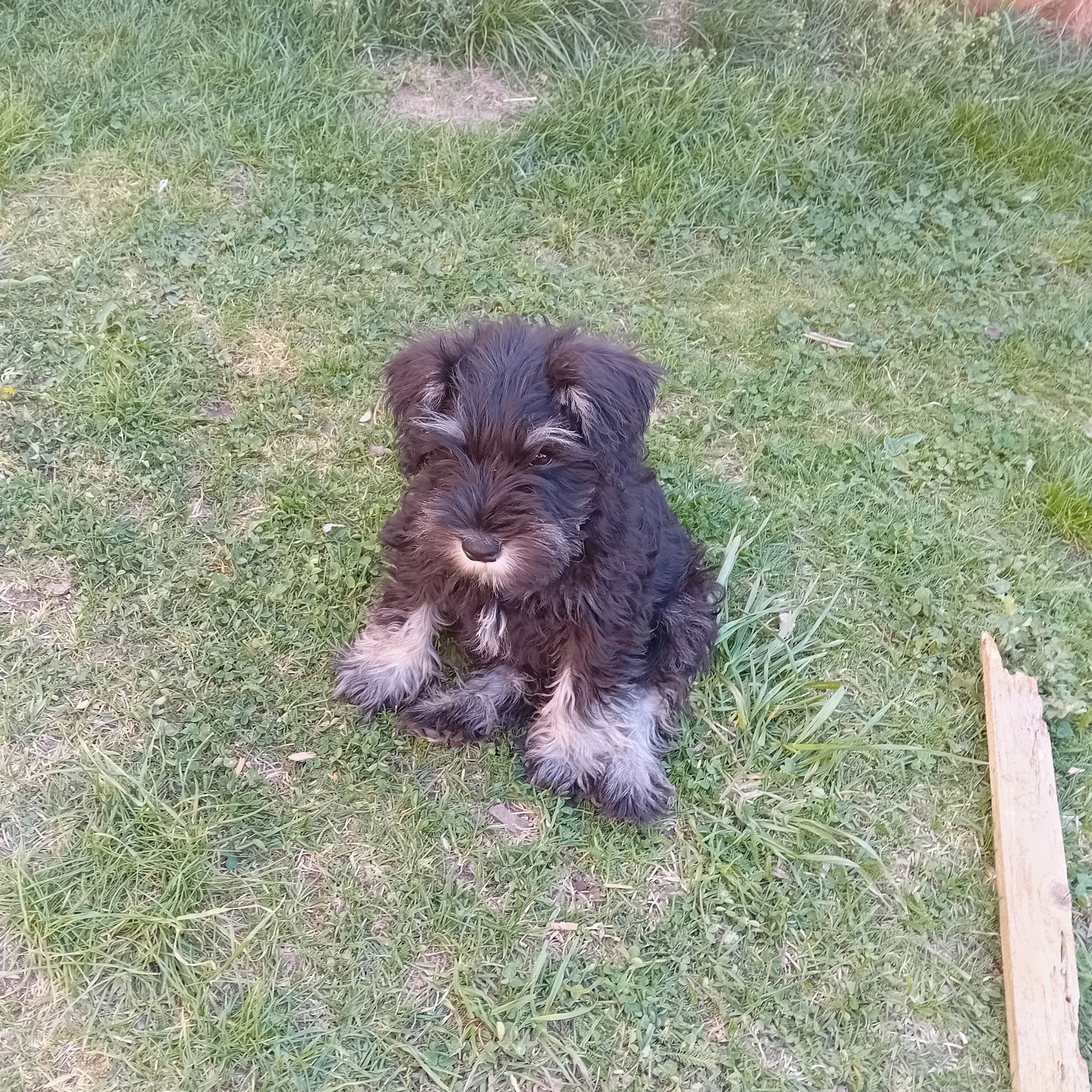 Soutěžní fotografie - Ronaldo,  Knírač malý