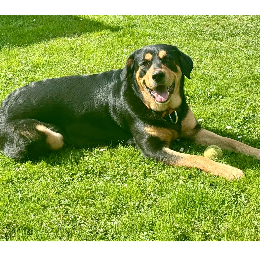 Soutěžní fotografie - Berta,  Ostatní