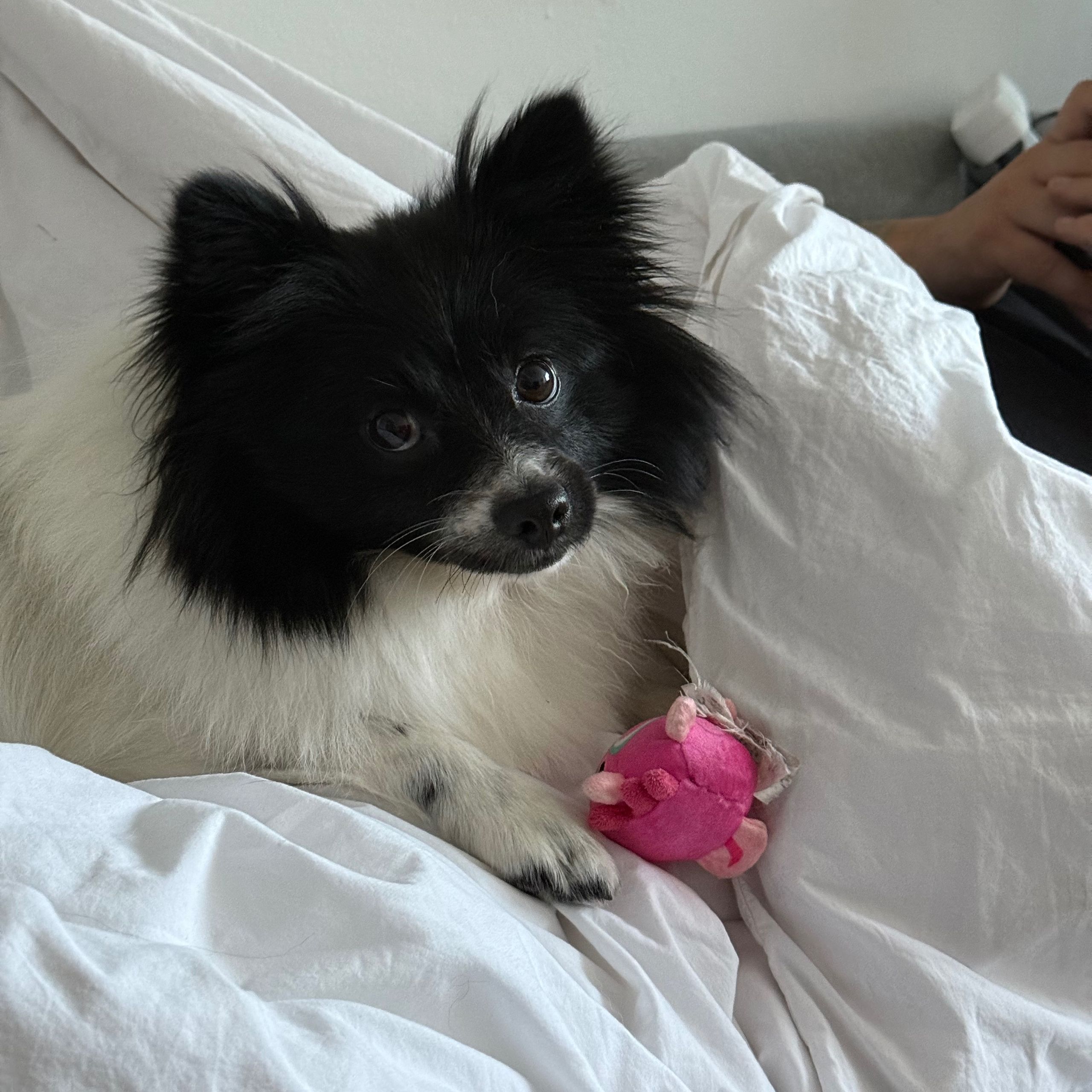 Soutěžní fotografie - Teddy,  Německý špic malý