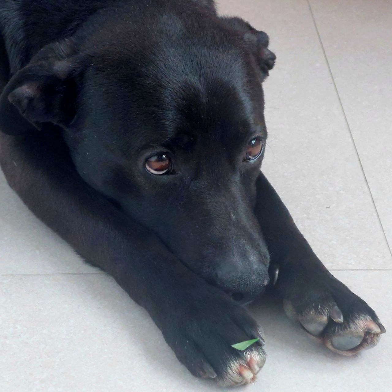 Soutěžní fotografie - Buddy dříve Jonatán,  Ostatní