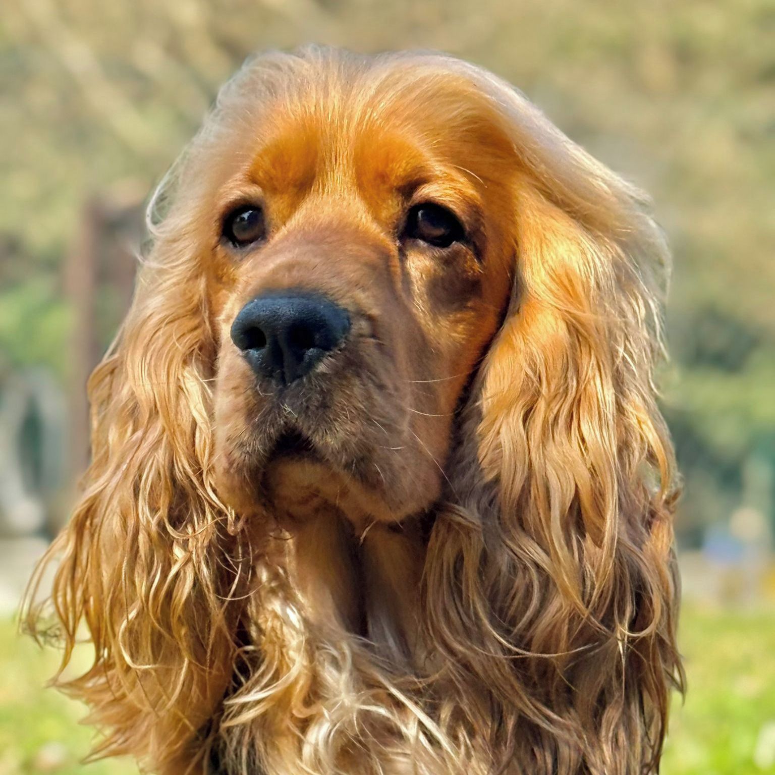 Soutěžní fotografie - WOODY,  Anglický kokršpaněl