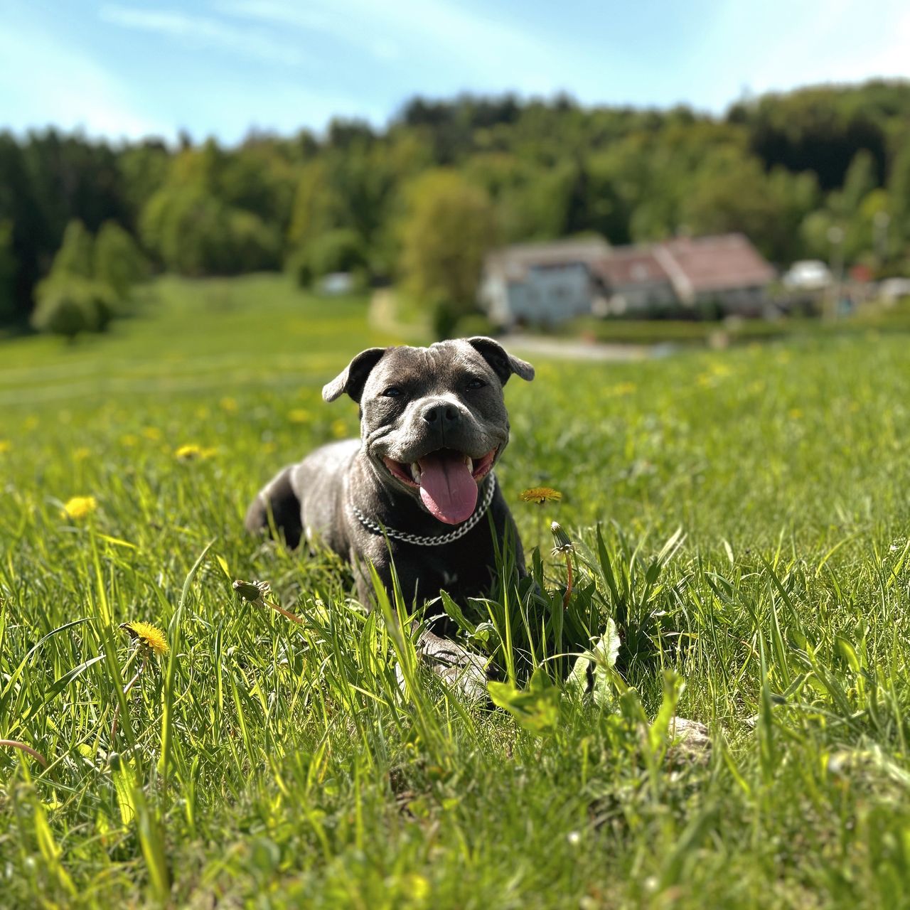 Soutěžní fotografie - Moon,  Stafordšírský bullterier
