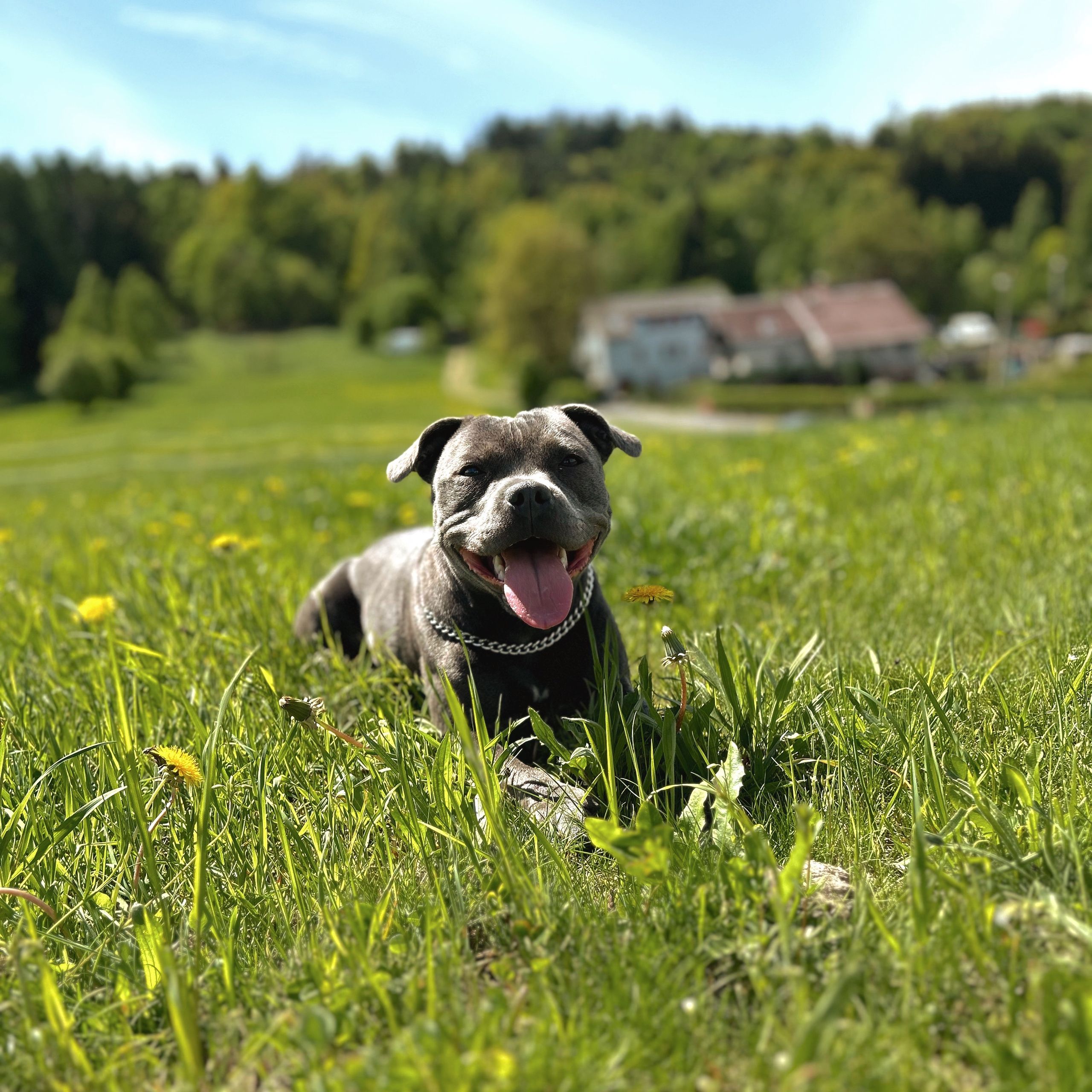 Soutěžní fotografie - Moon,  Stafordšírský bullterier