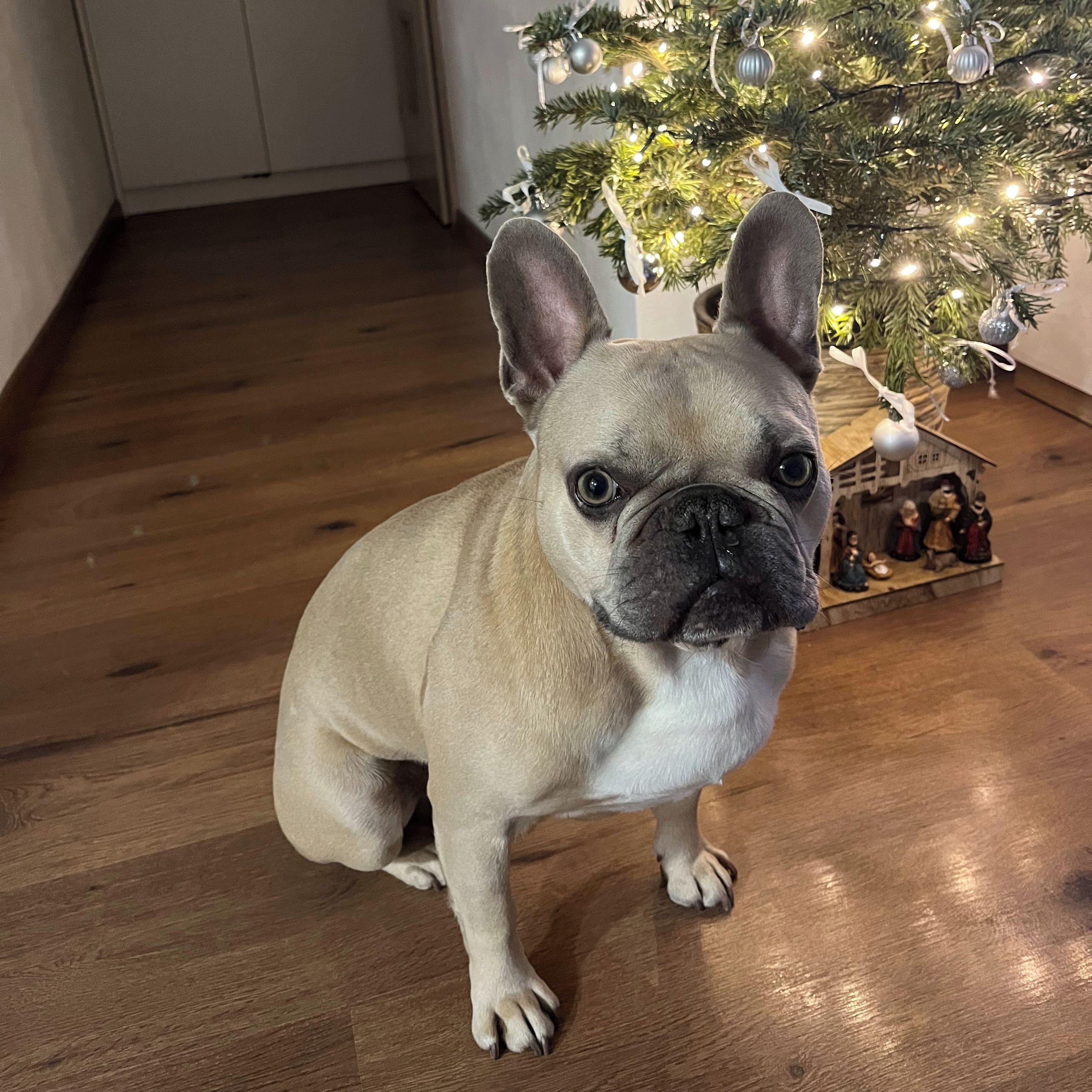 Soutěžní fotografie - Majlo,  Francouzský buldoček