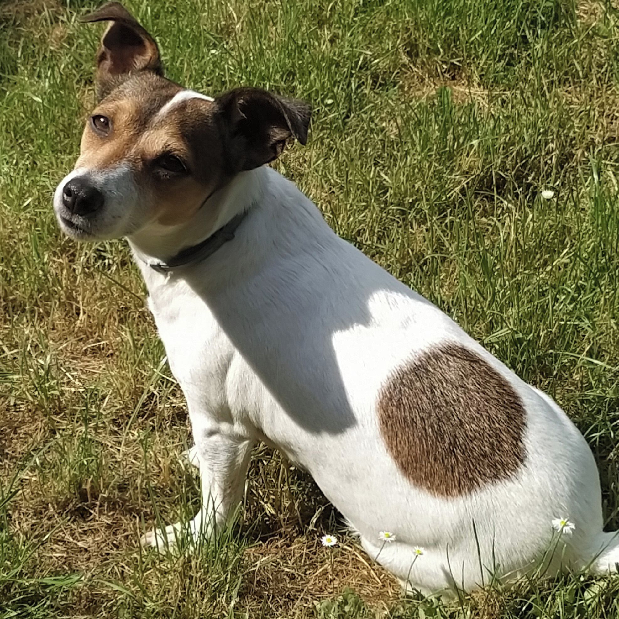 Soutěžní fotografie - Bella,  Jack Russell Teriér