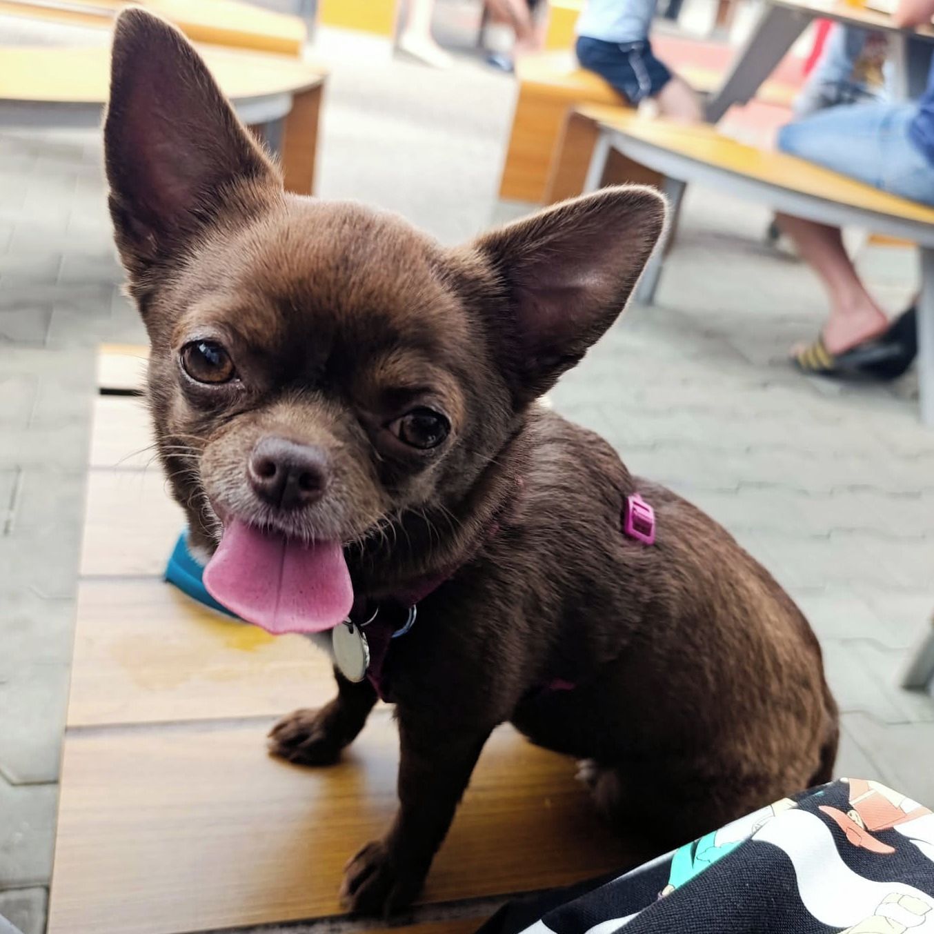 Soutěžní fotografie - Connie,  Čivava krátkosrstá