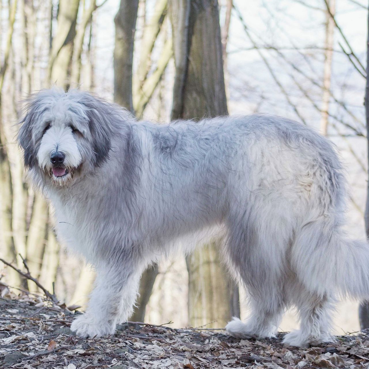 Soutěžní fotografie - Bart,  Jihoruský ovčák