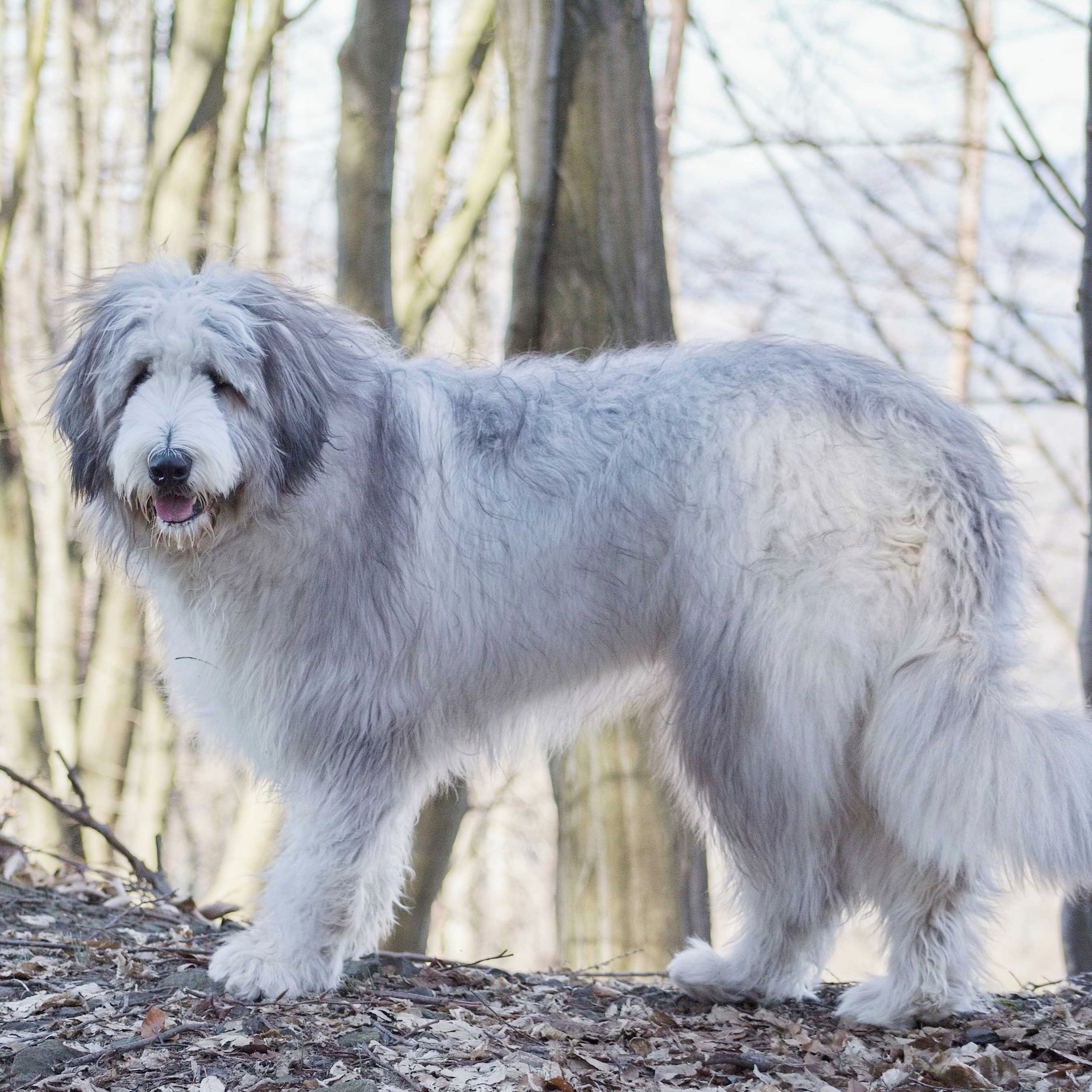 Soutěžní fotografie - Bart,  Jihoruský ovčák